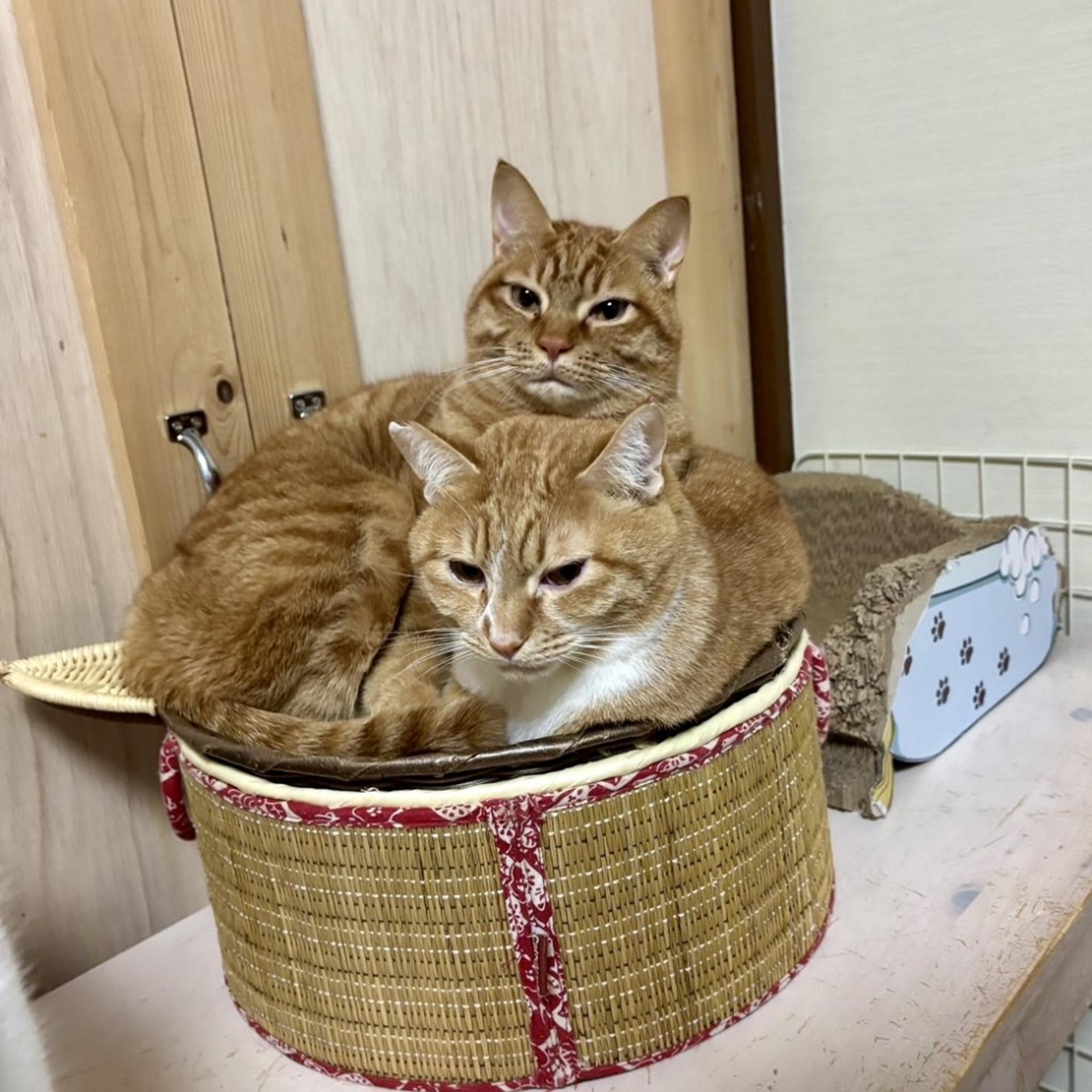 pet-image-5