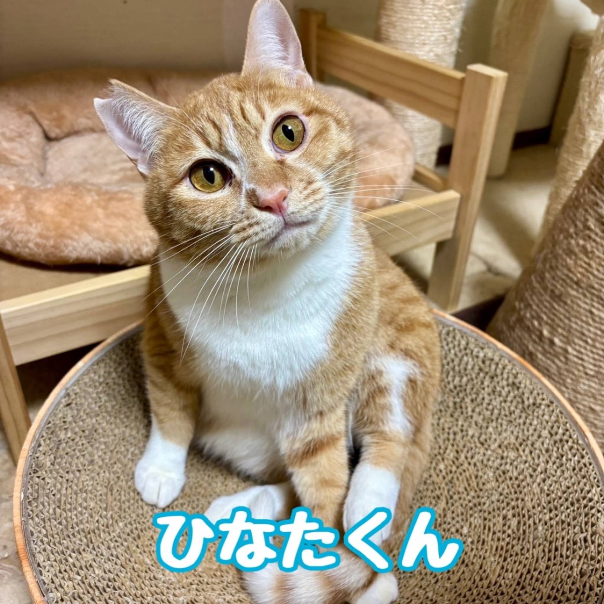 雑種（ミックス猫）・オスの里親募集の写真