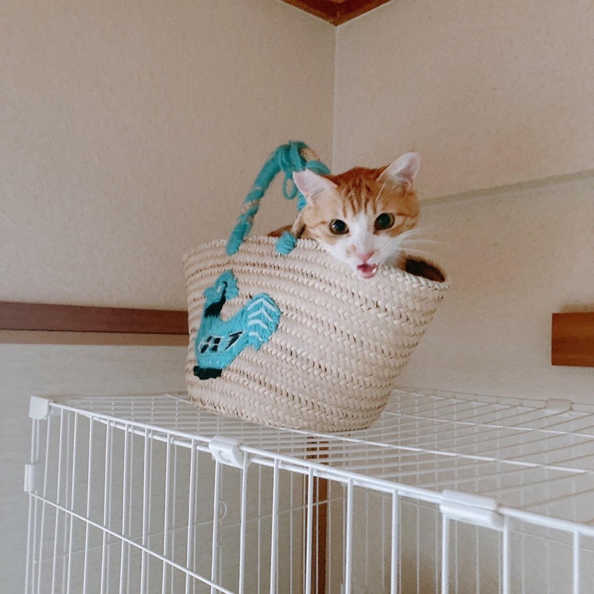 pet-image-5