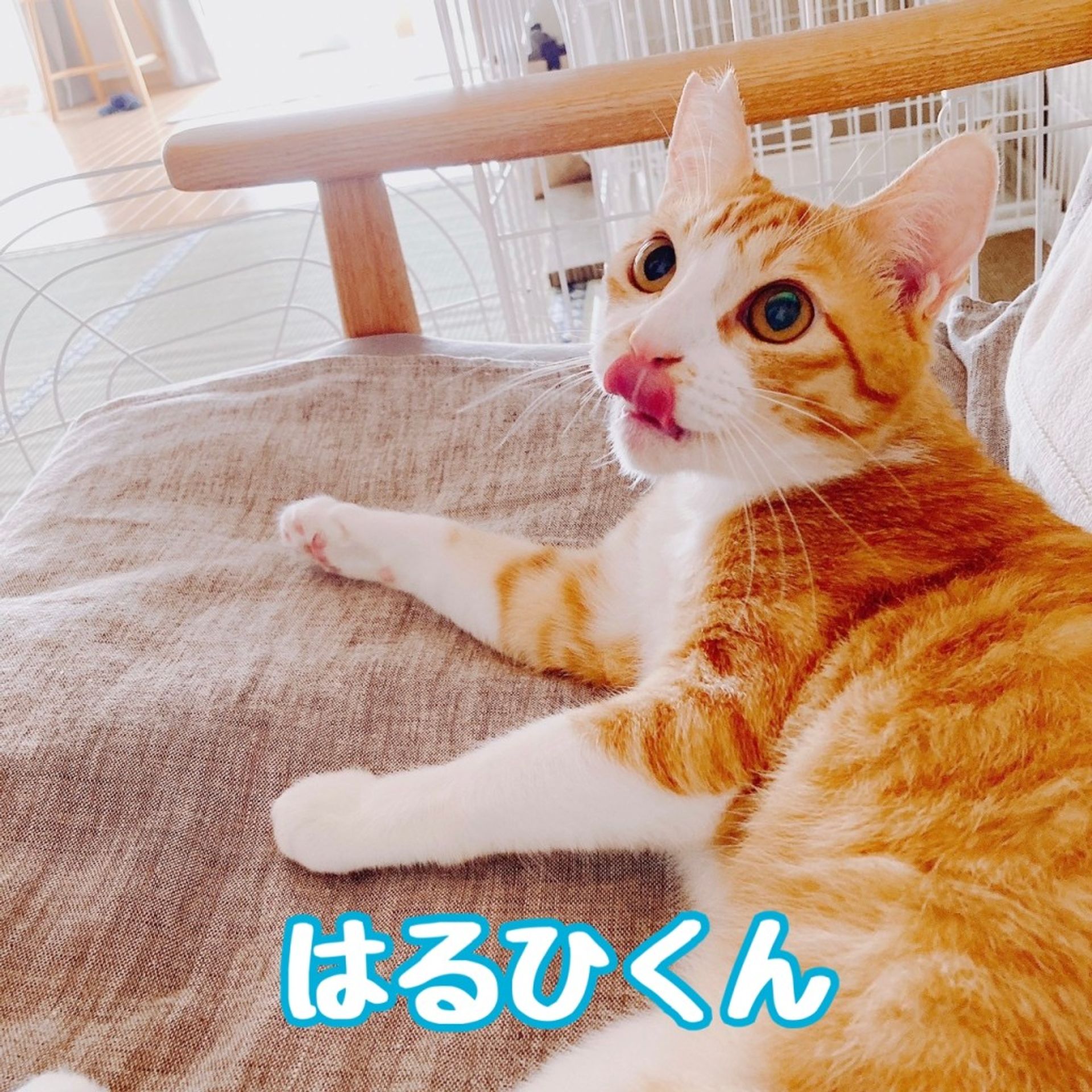 雑種（ミックス猫）・オスの里親募集の写真