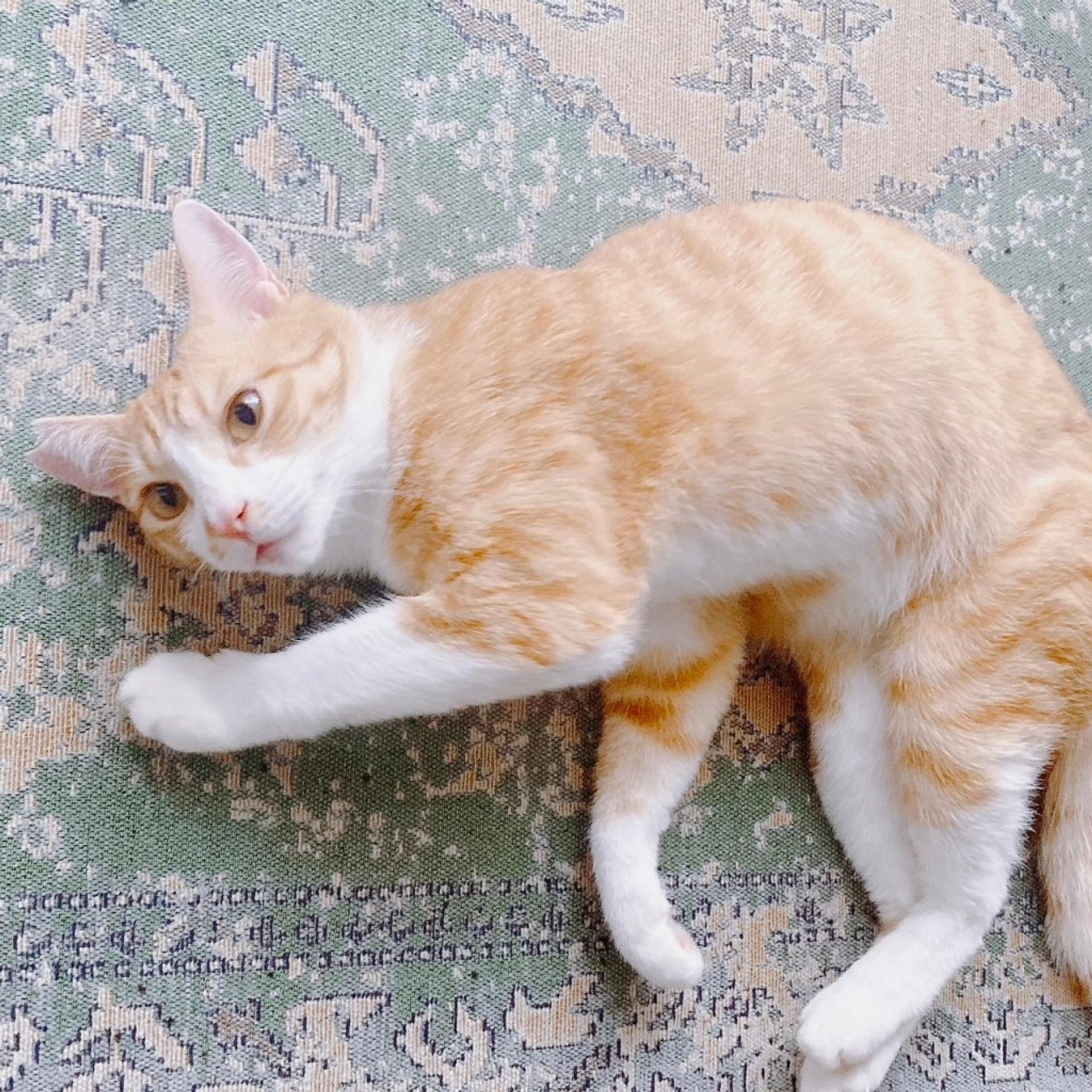 pet-image-3