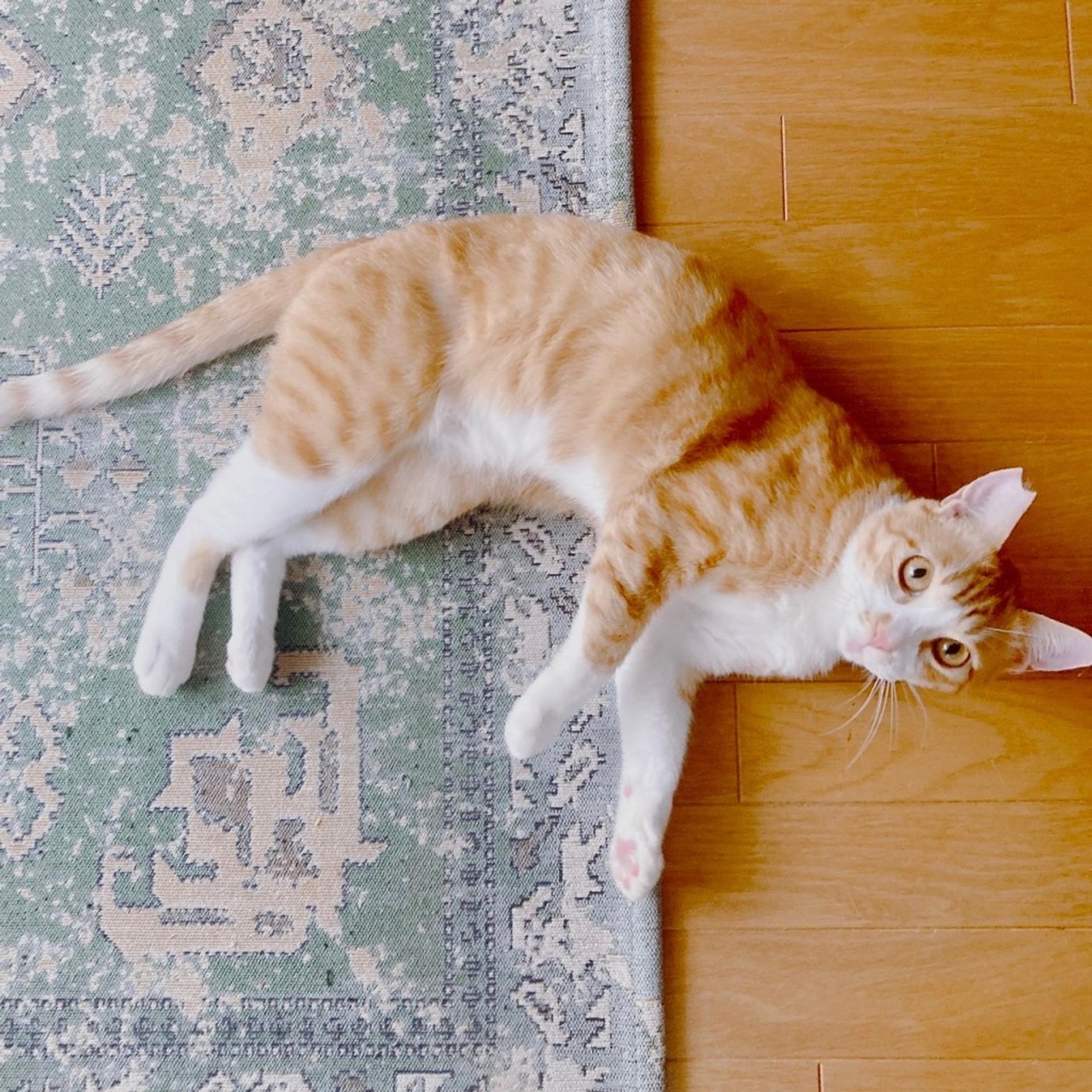 pet-image-4