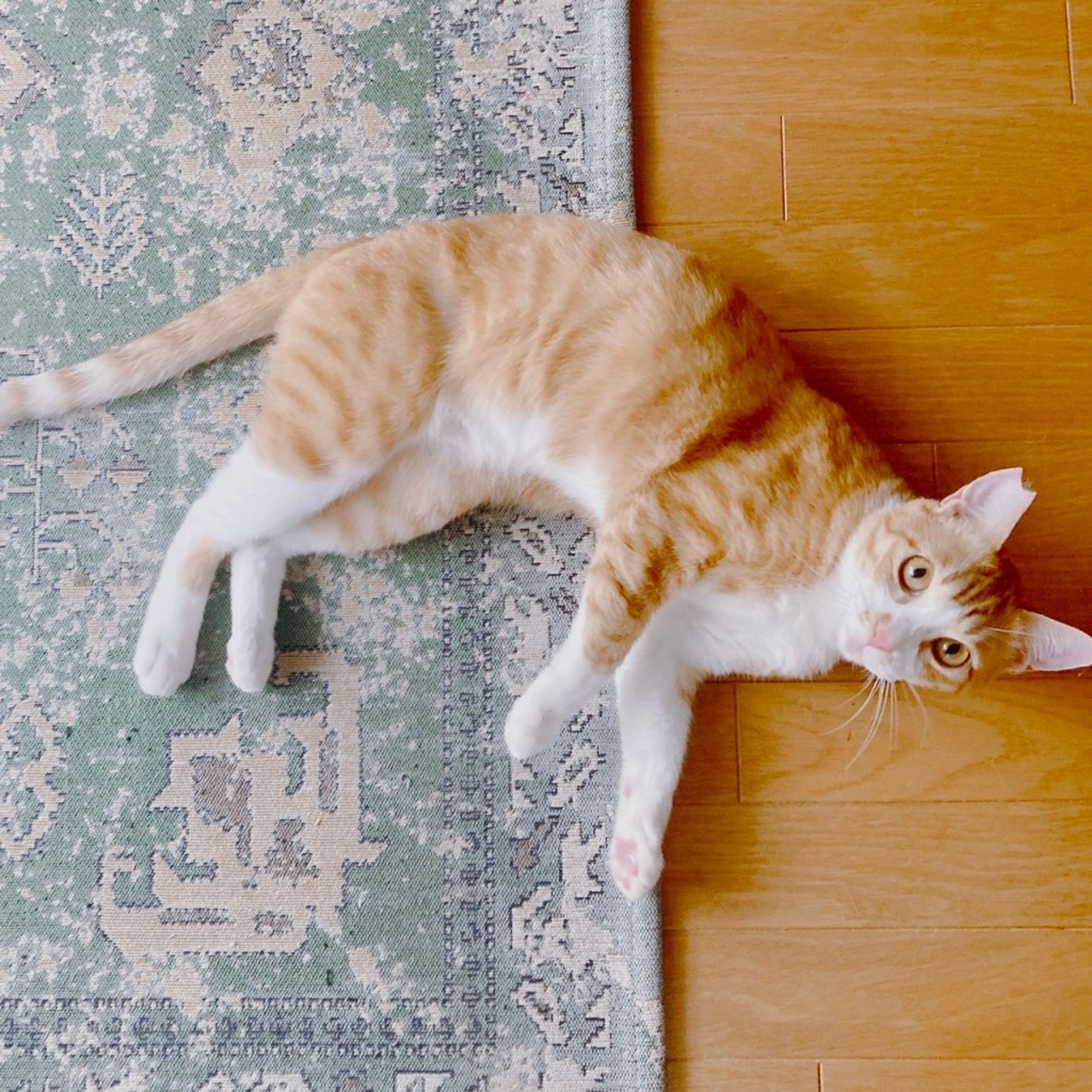pet-image-4