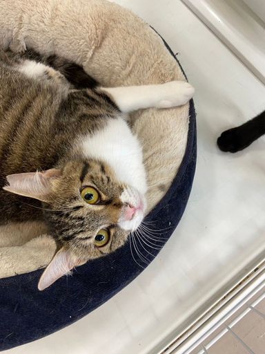 雑種（ミックス猫）・メスの里親募集の写真