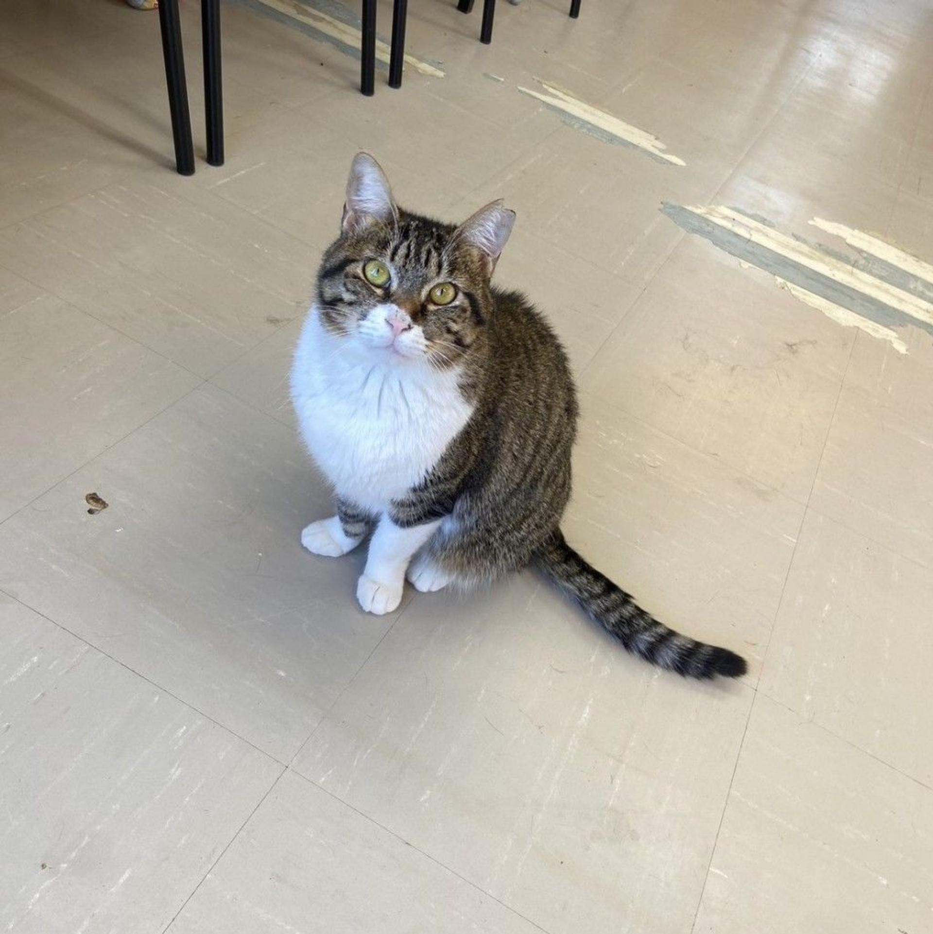 pet-image-2