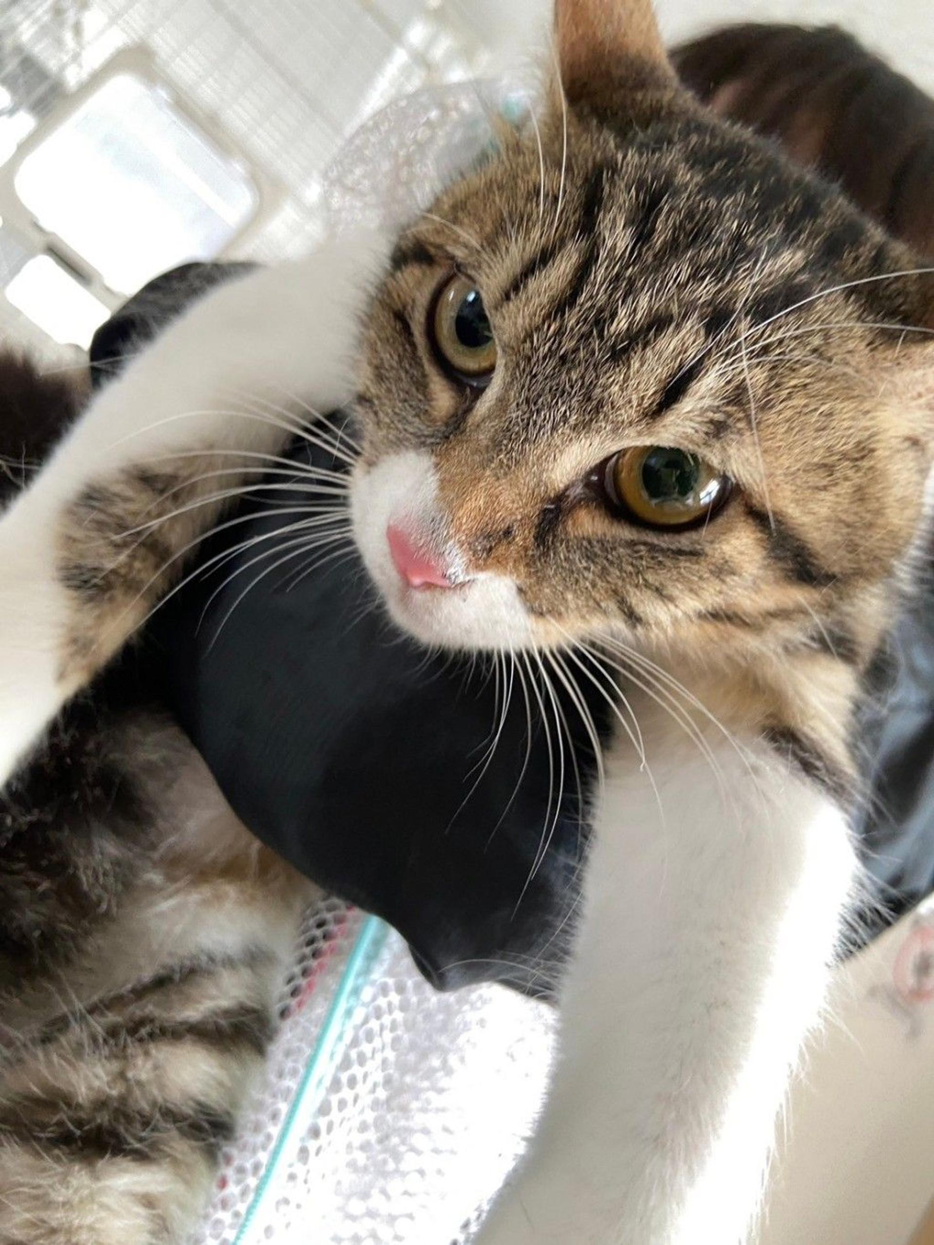 pet-image-3