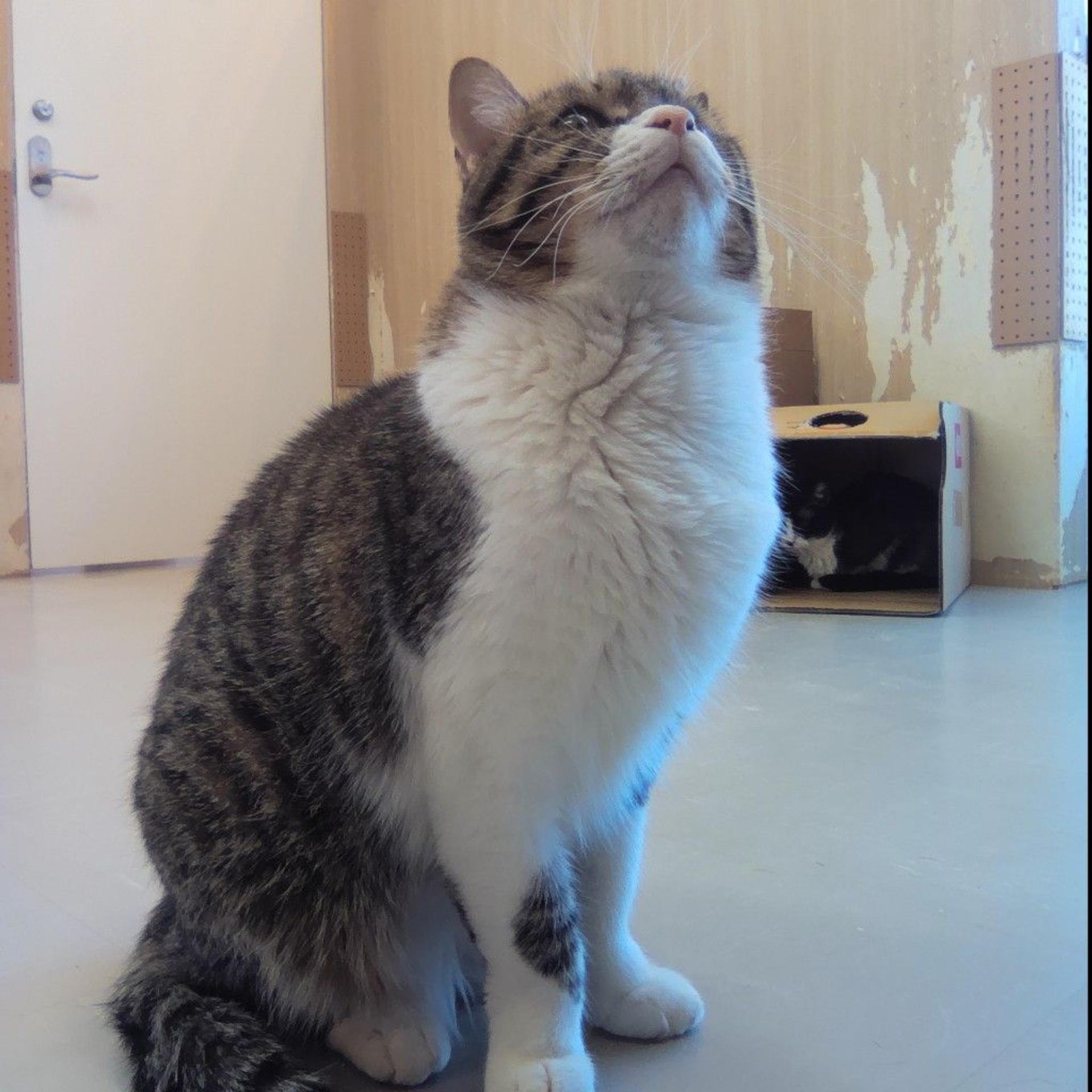 pet-image-4