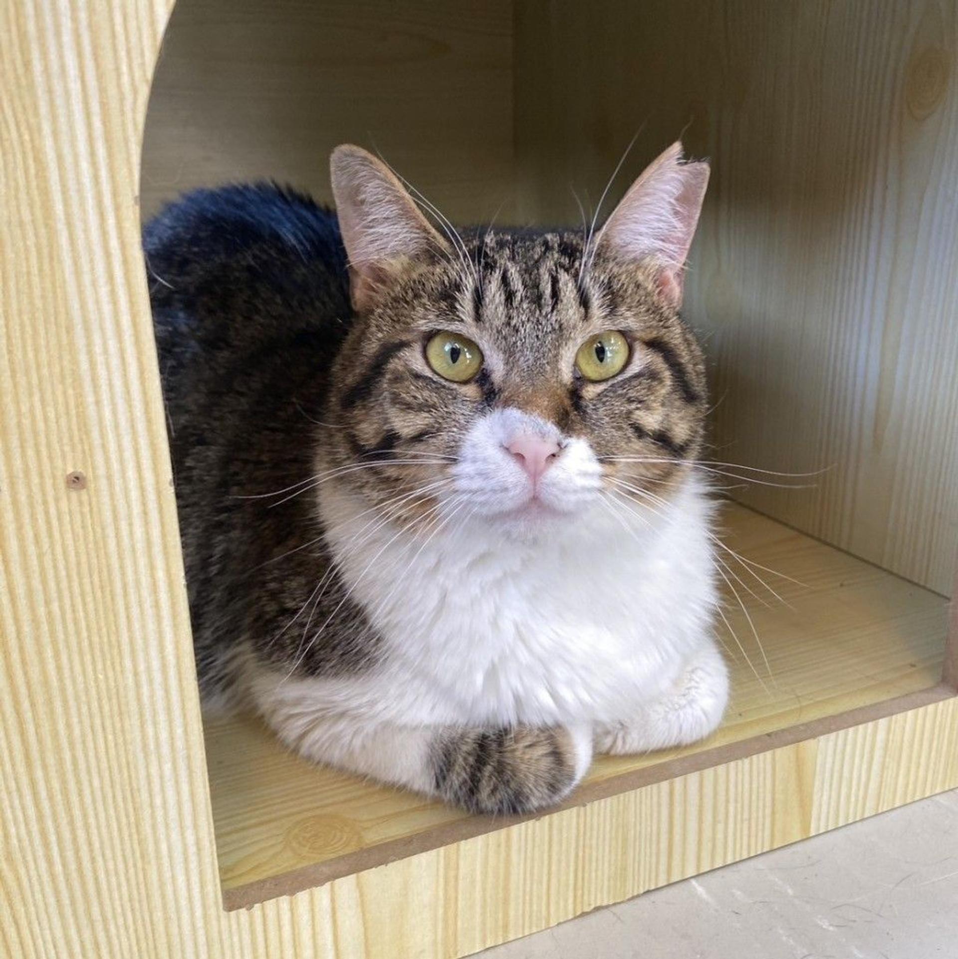 pet-image-5
