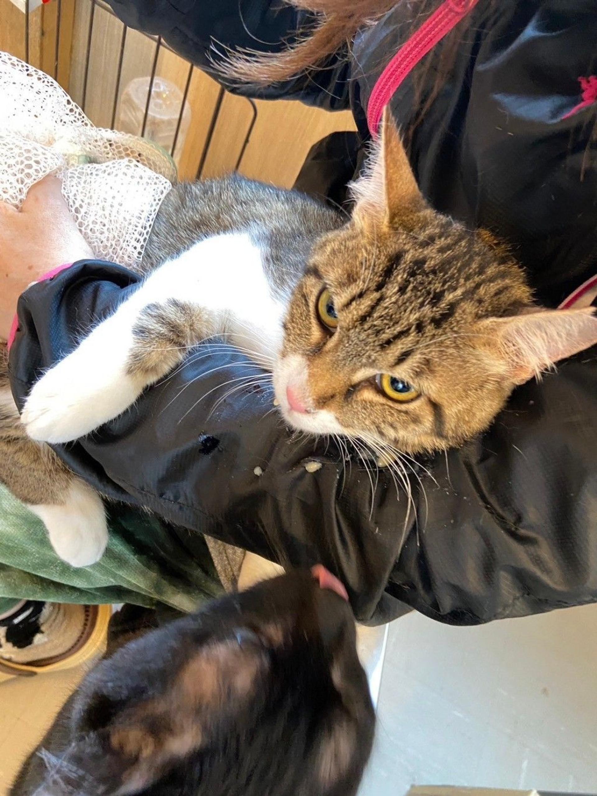 pet-image-6