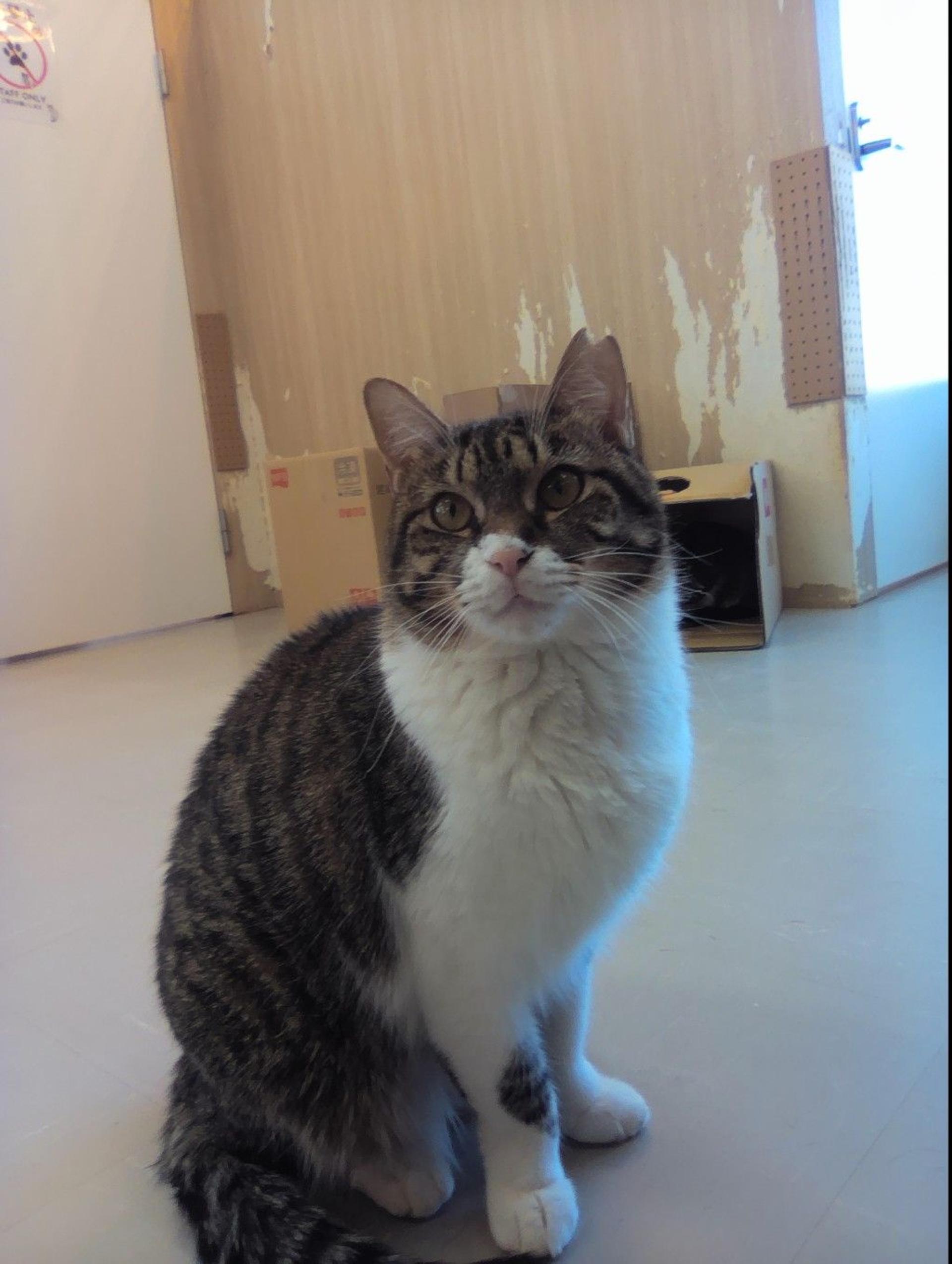 pet-image-8