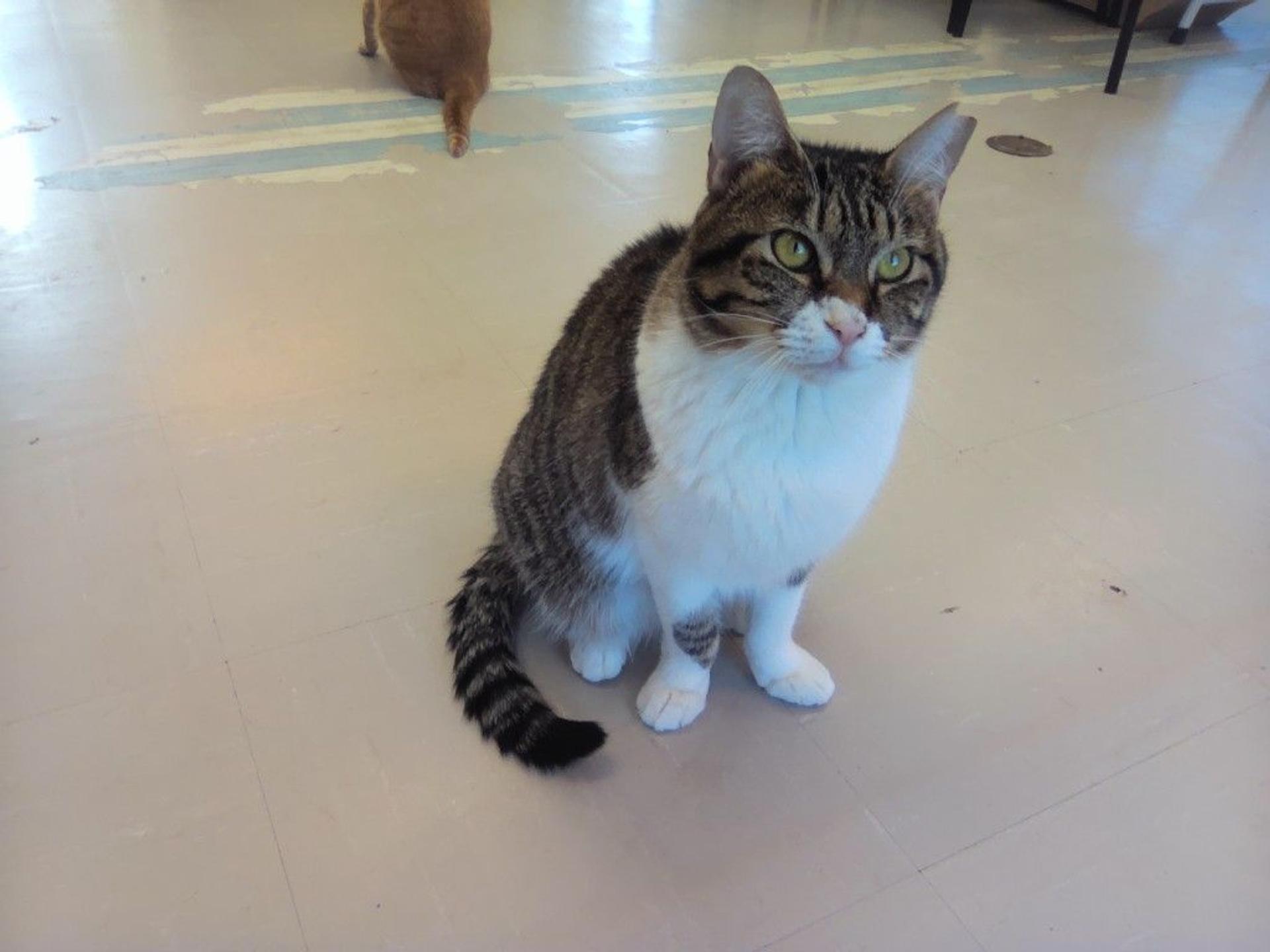 pet-image-9