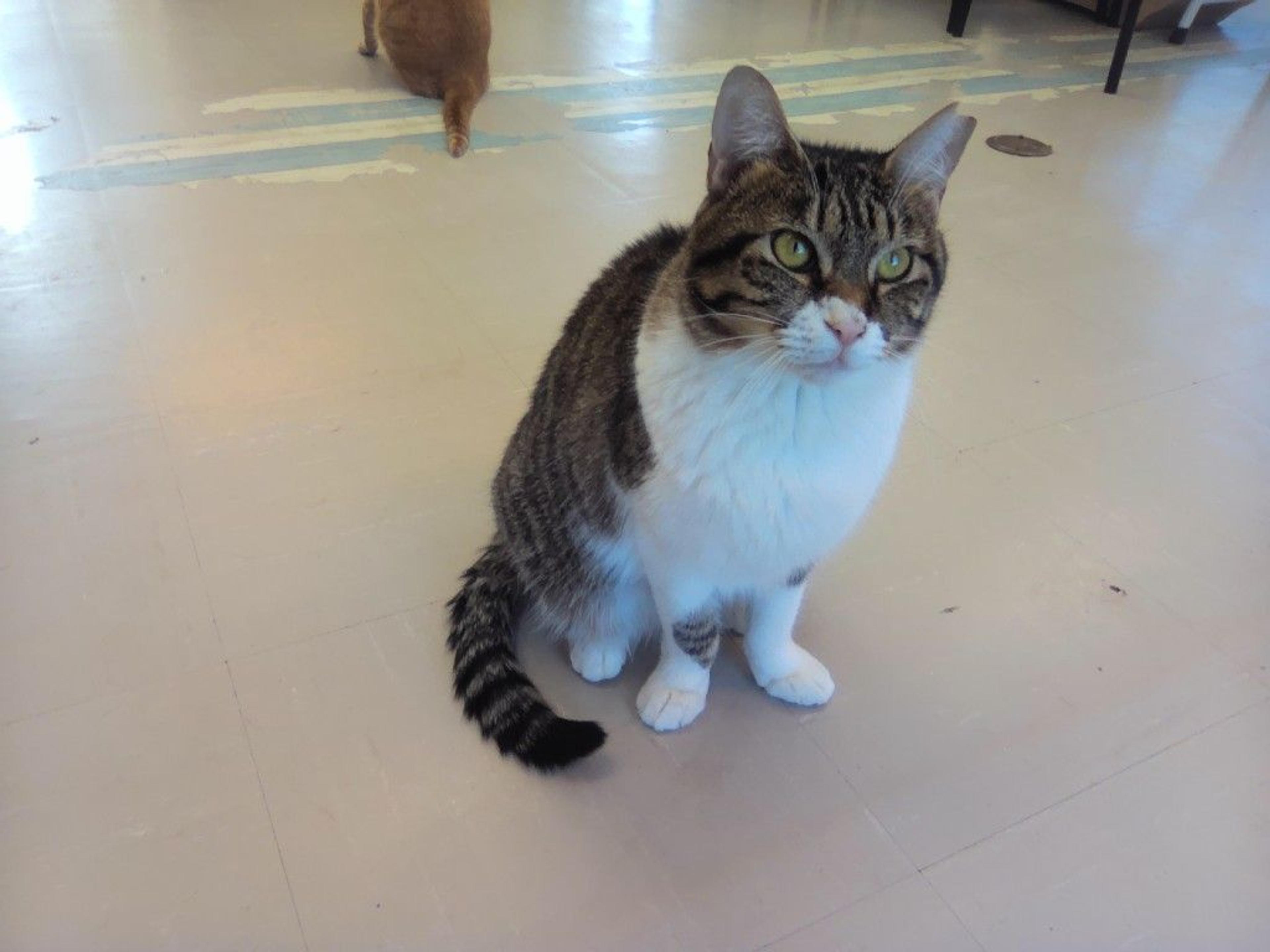 pet-image-9