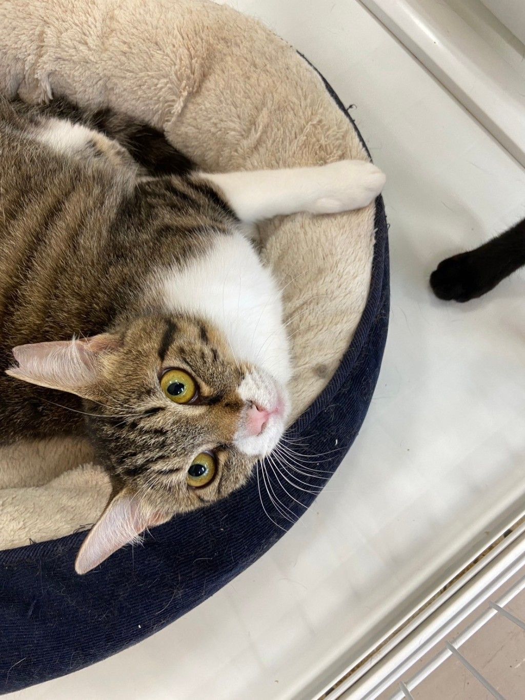 雑種の三毛 無邪気な白三毛！小さいけど元気！ | 雑種（ミックス猫） | NYAN