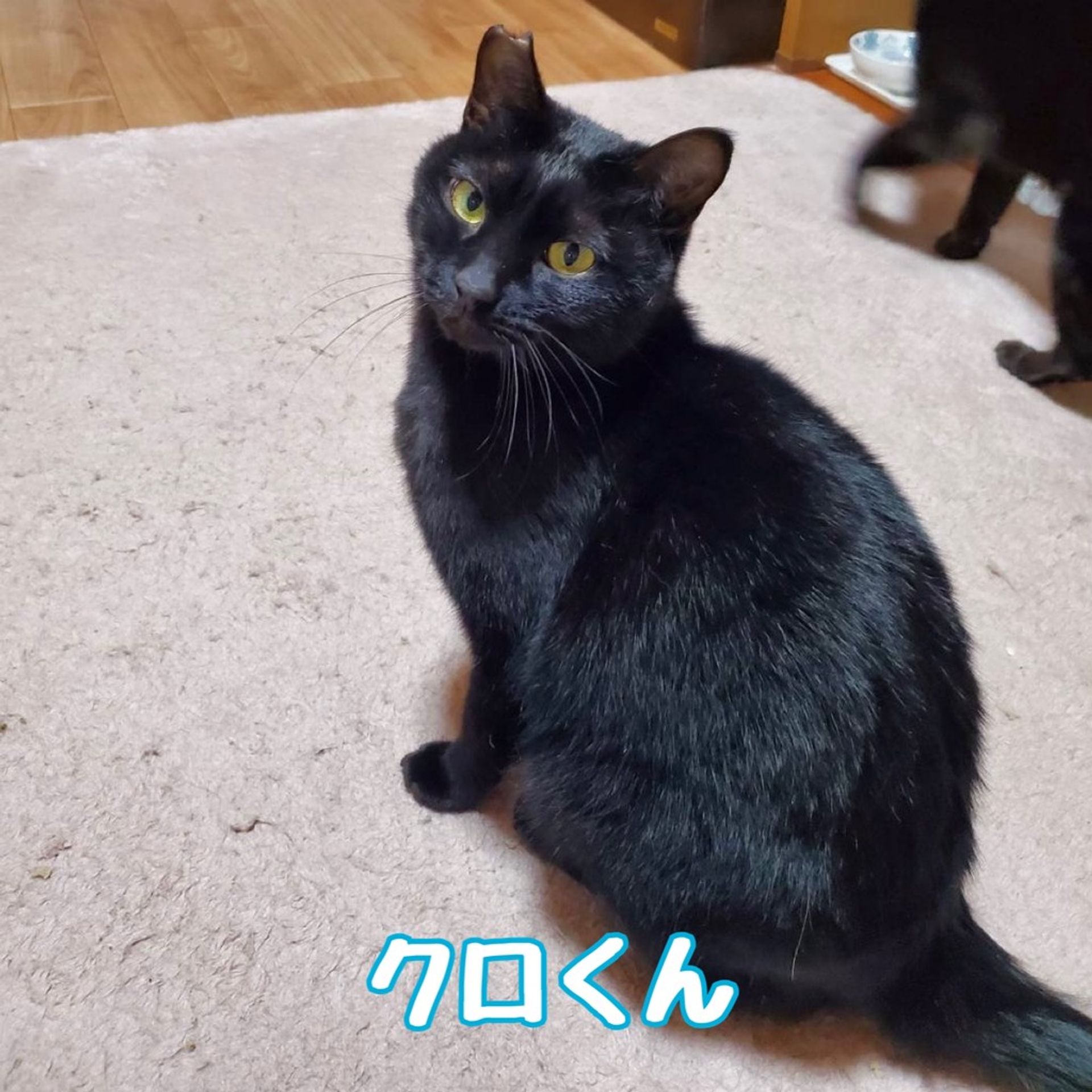 雑種（ミックス猫）・オスの里親募集の写真