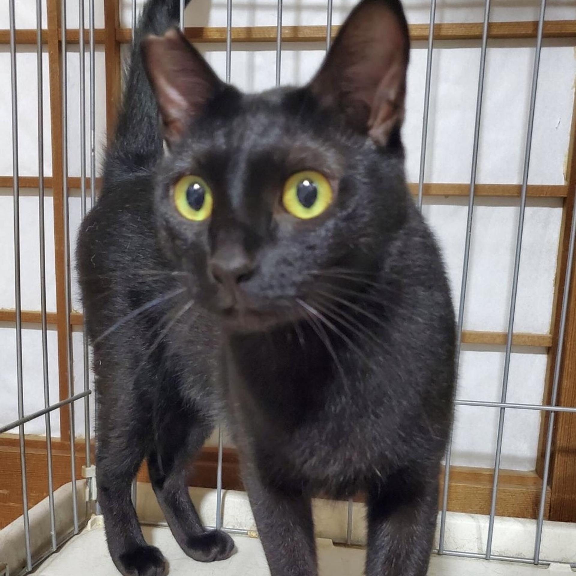 pet-image-2