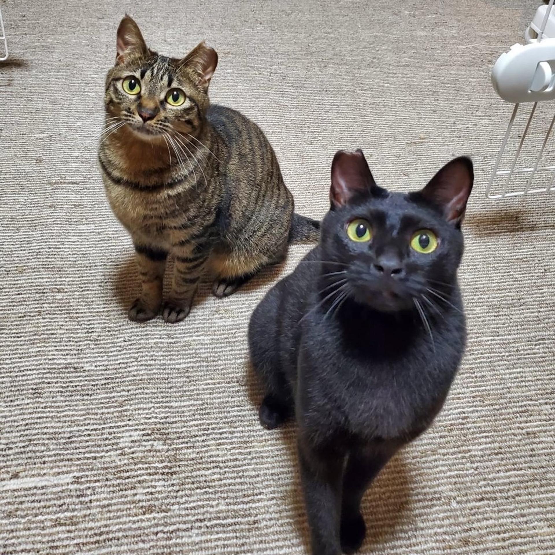 pet-image-5