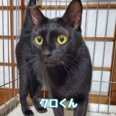 クロ