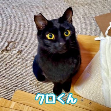 クロ
