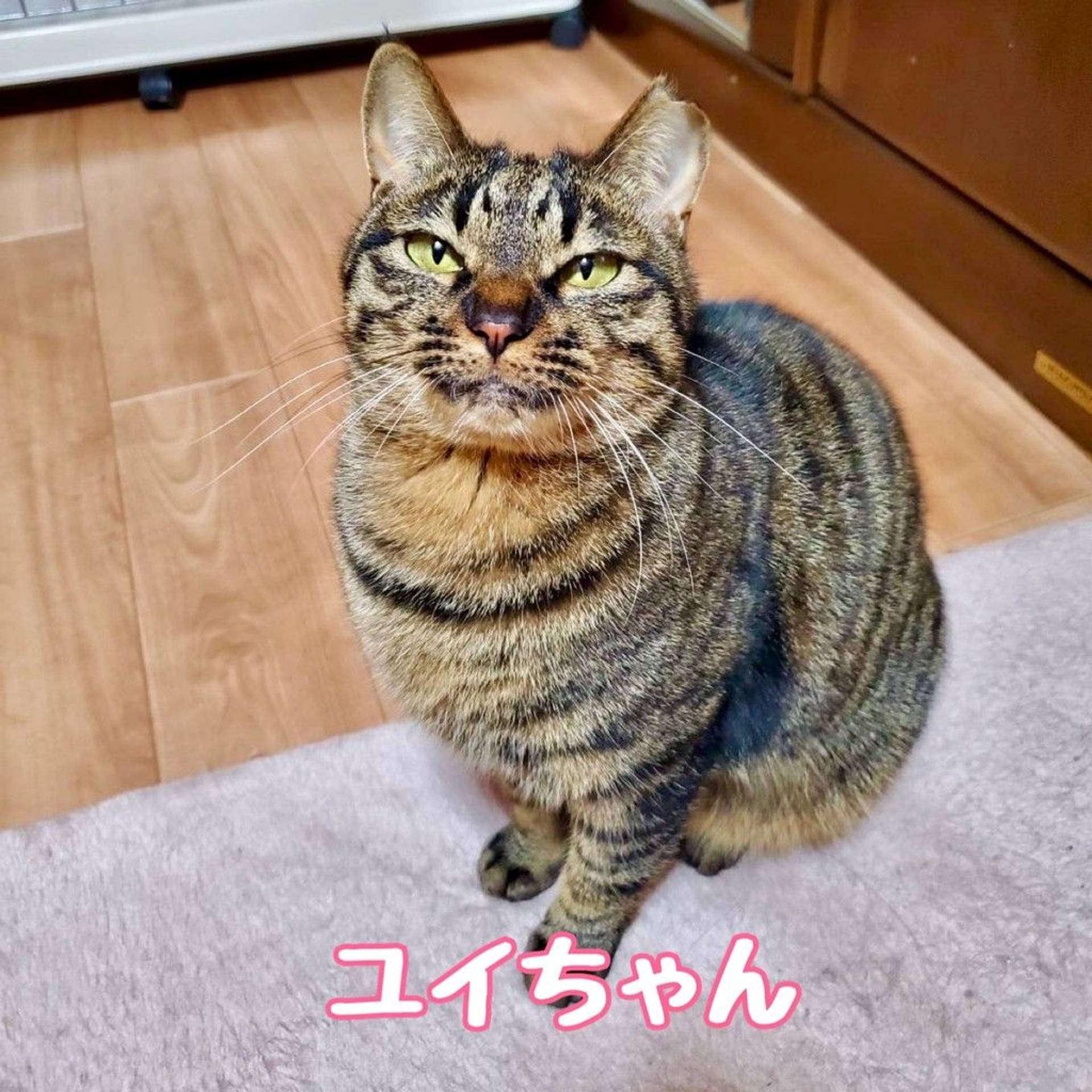 雑種（ミックス猫）・メスの里親募集の写真