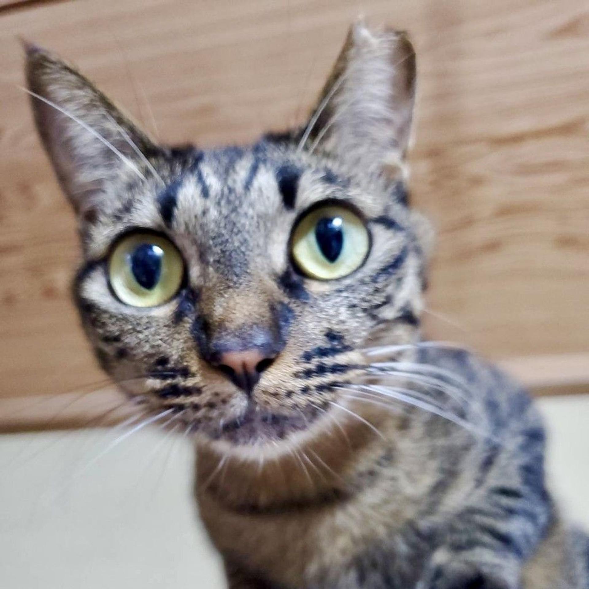 pet-image-3