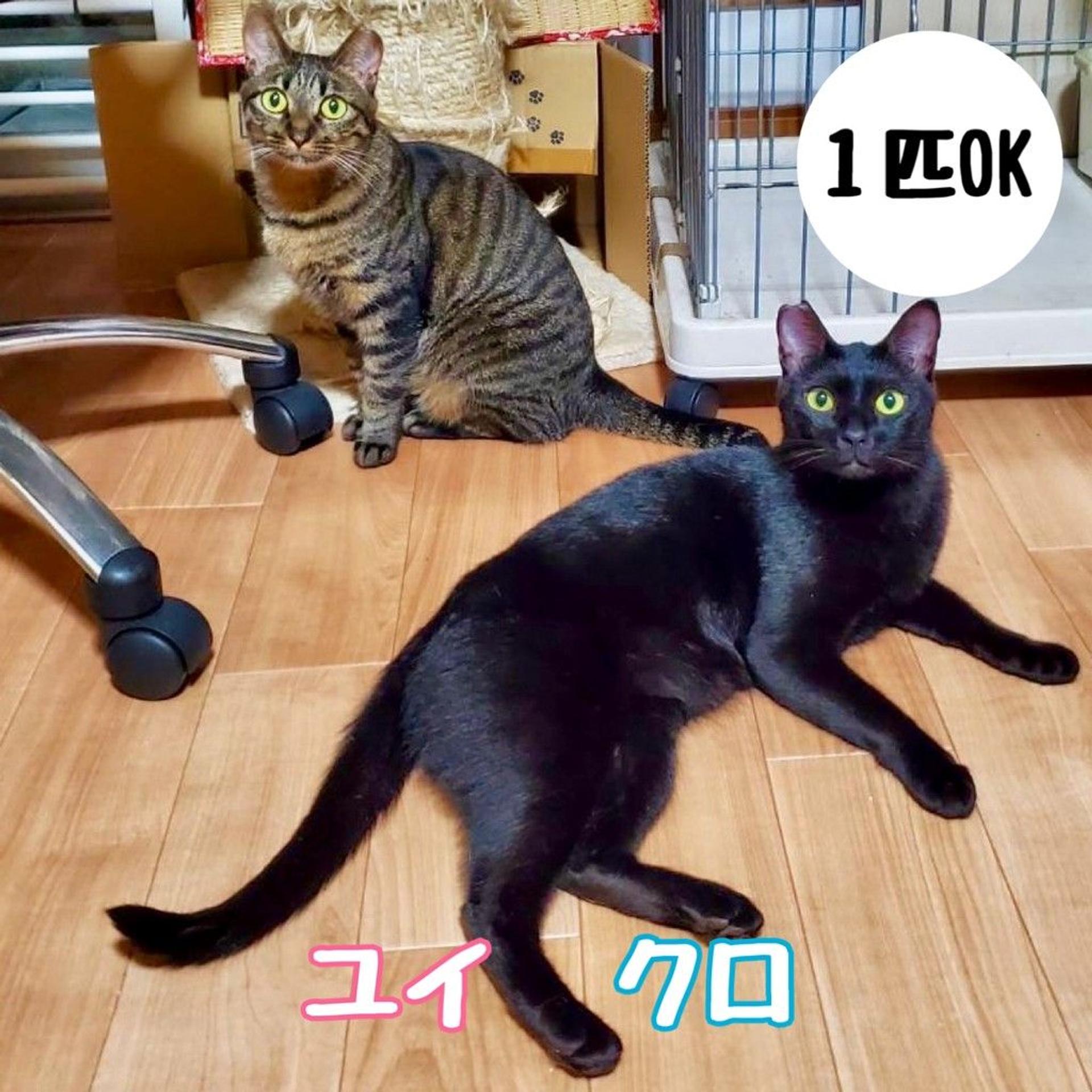 pet-image-4