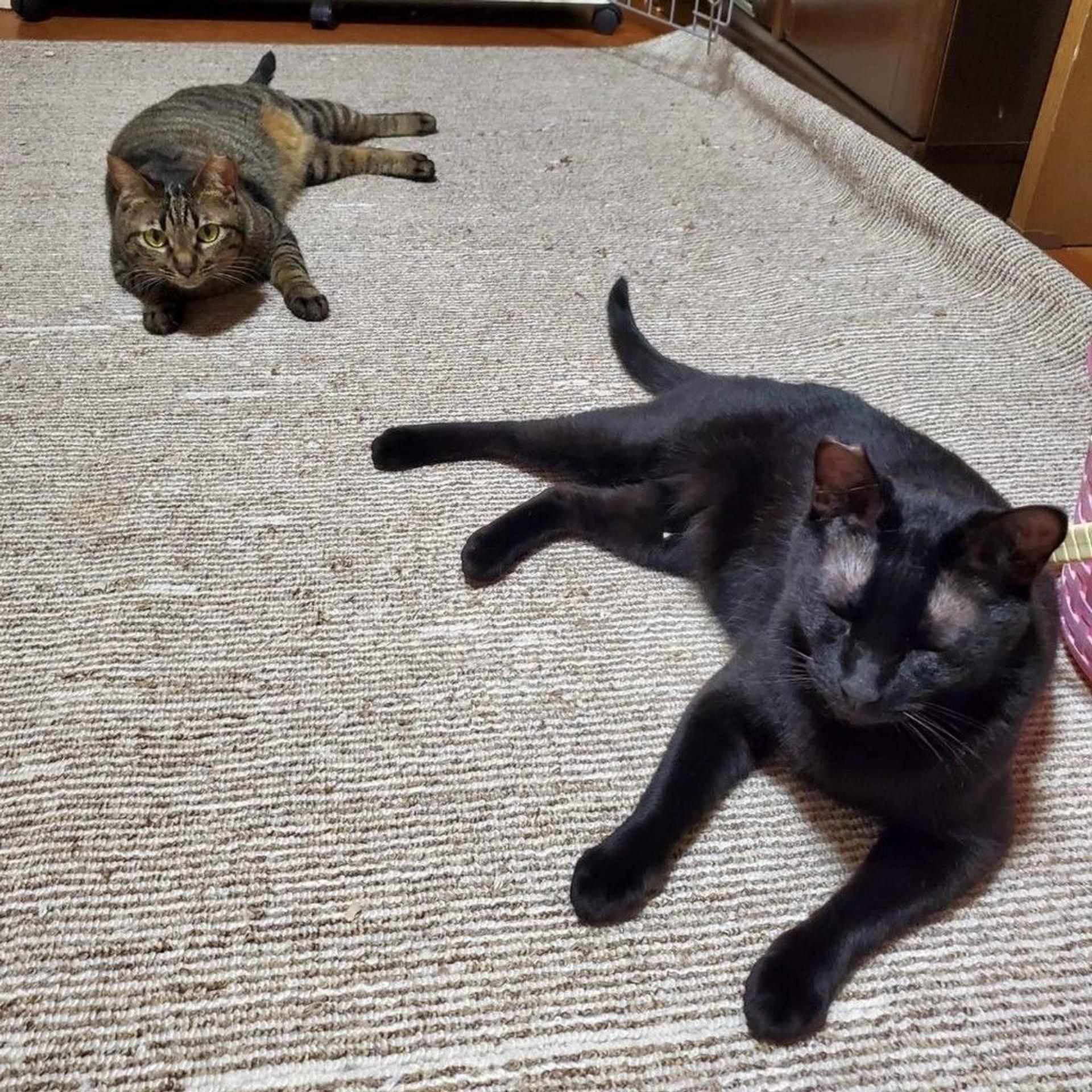pet-image-5
