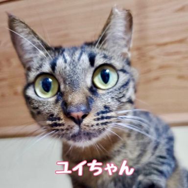 ユイ