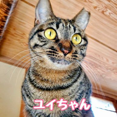 ユイ