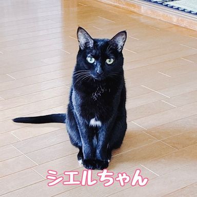 雑種（ミックス猫）・メスの里親募集の写真