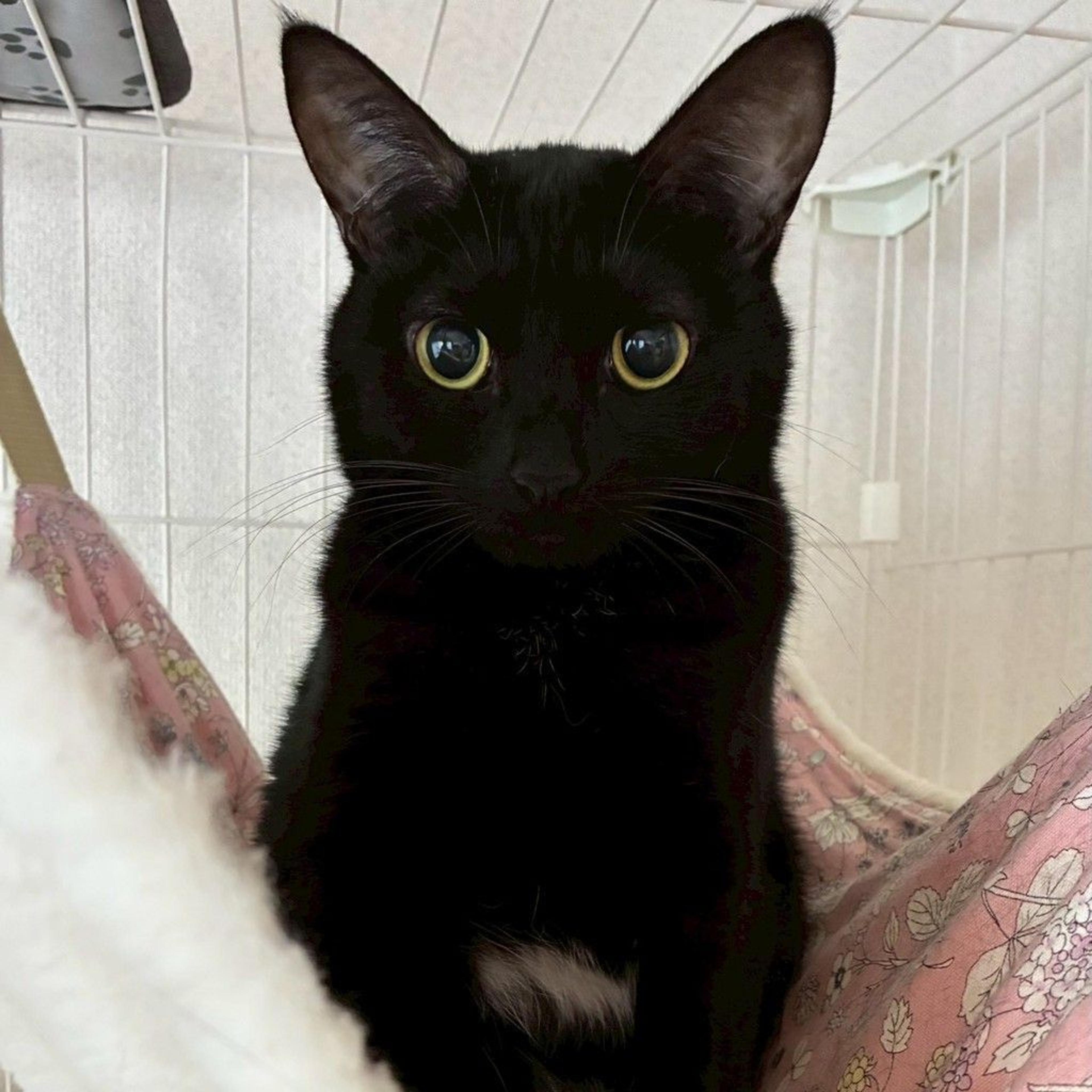 pet-image-2