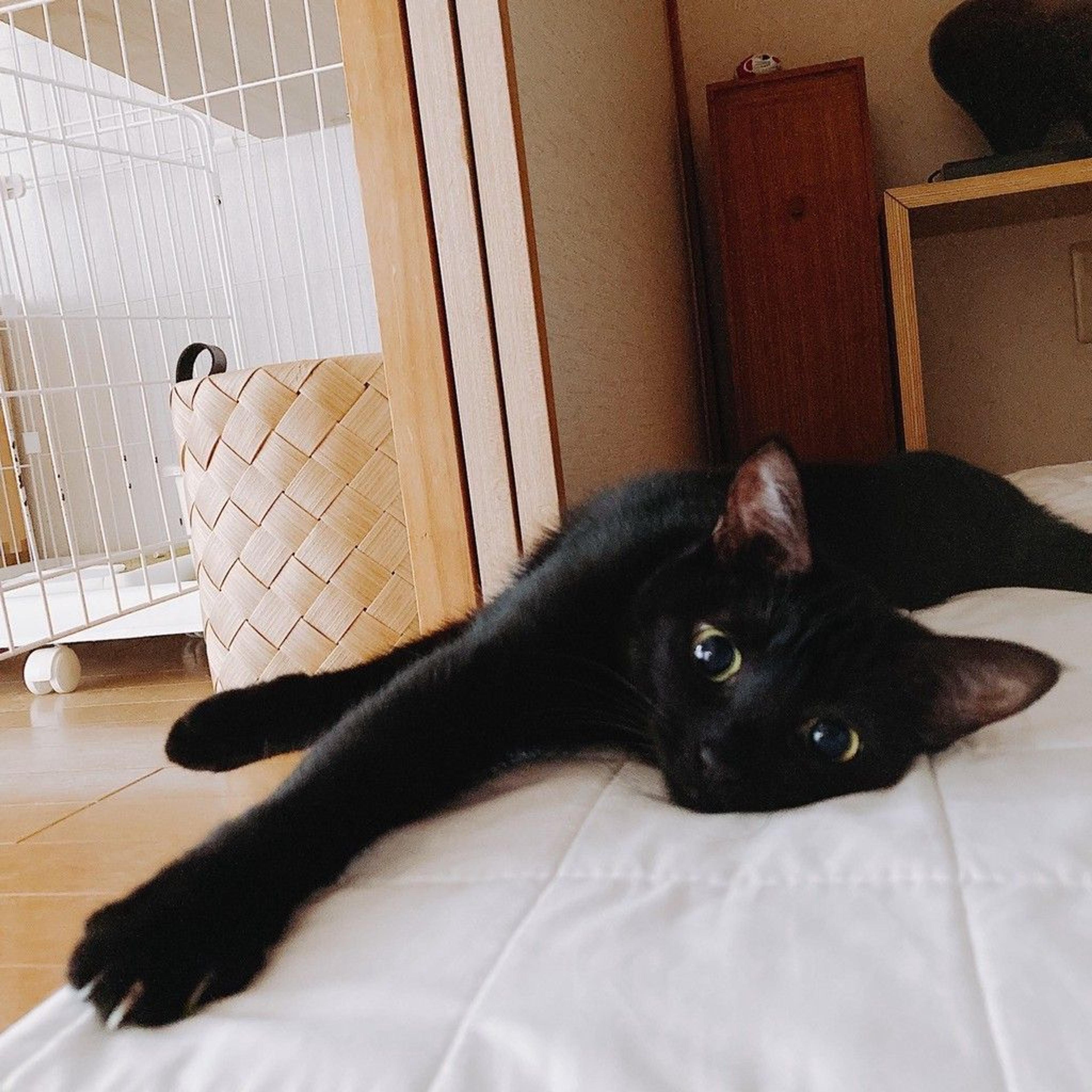 pet-image-3