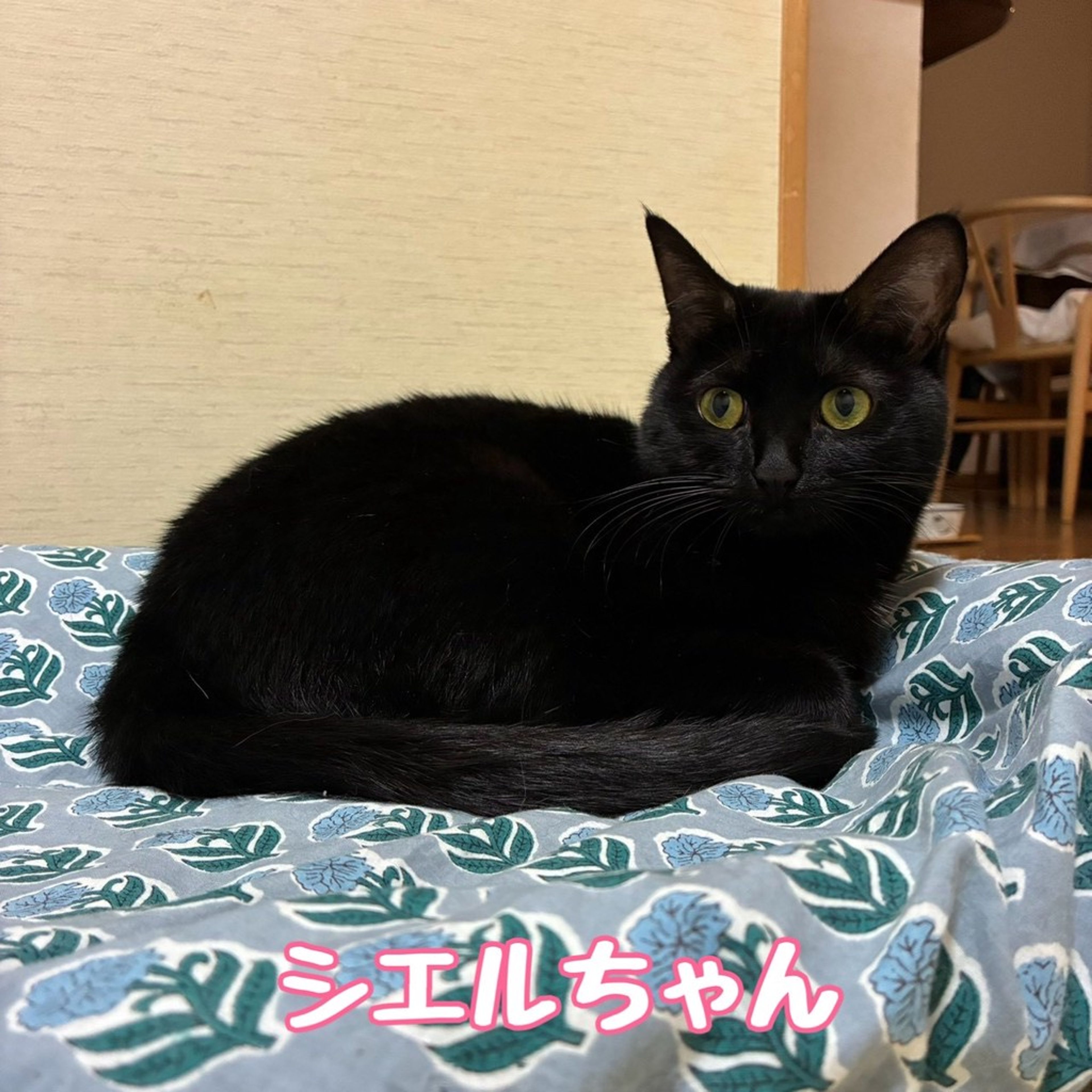 雑種（ミックス猫）・メスの里親募集の写真