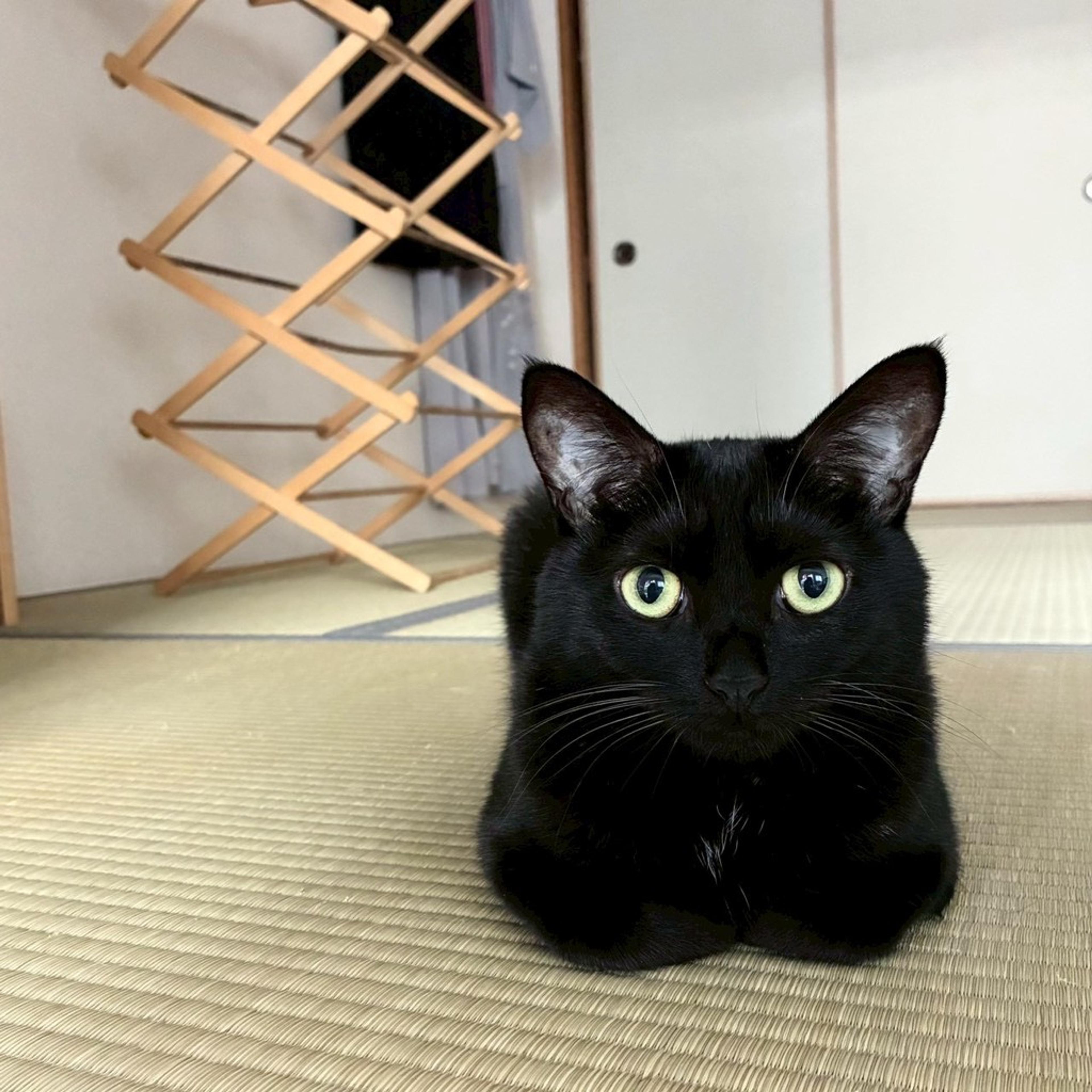 pet-image-2