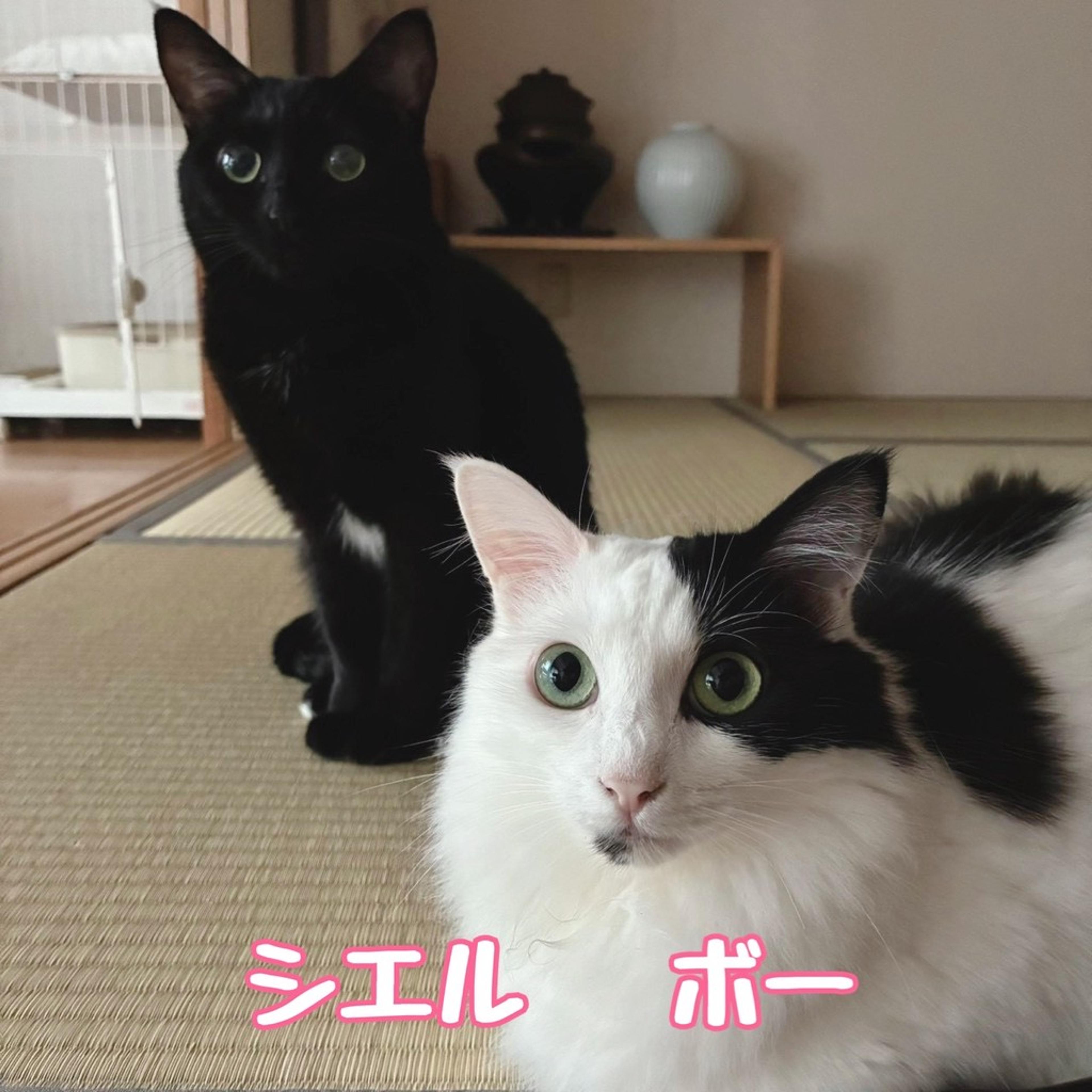 pet-image-3