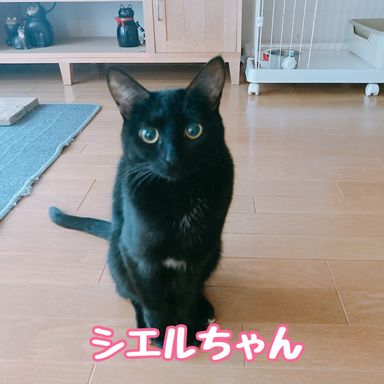 シエル