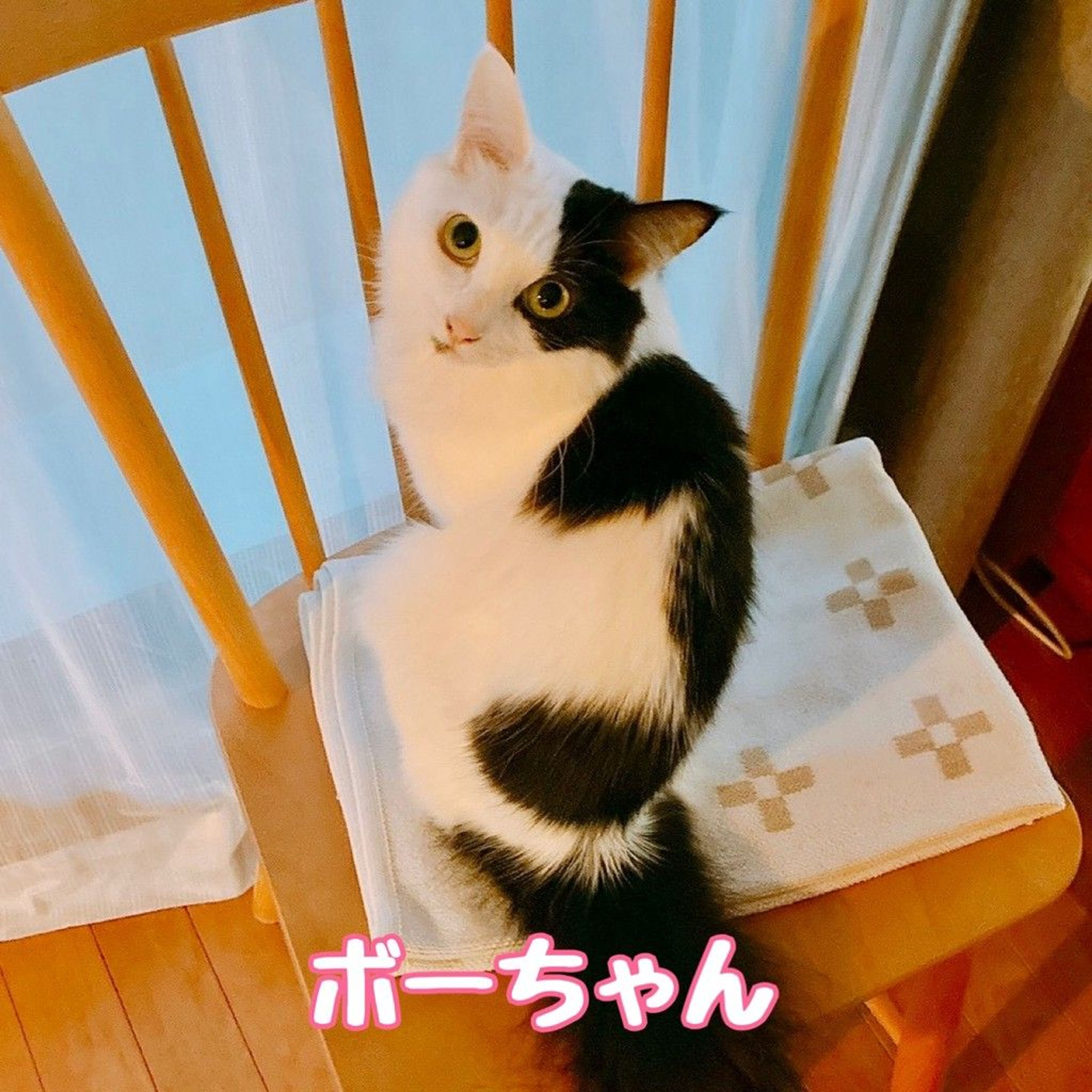 雑種（ミックス猫）・メスの里親募集の写真