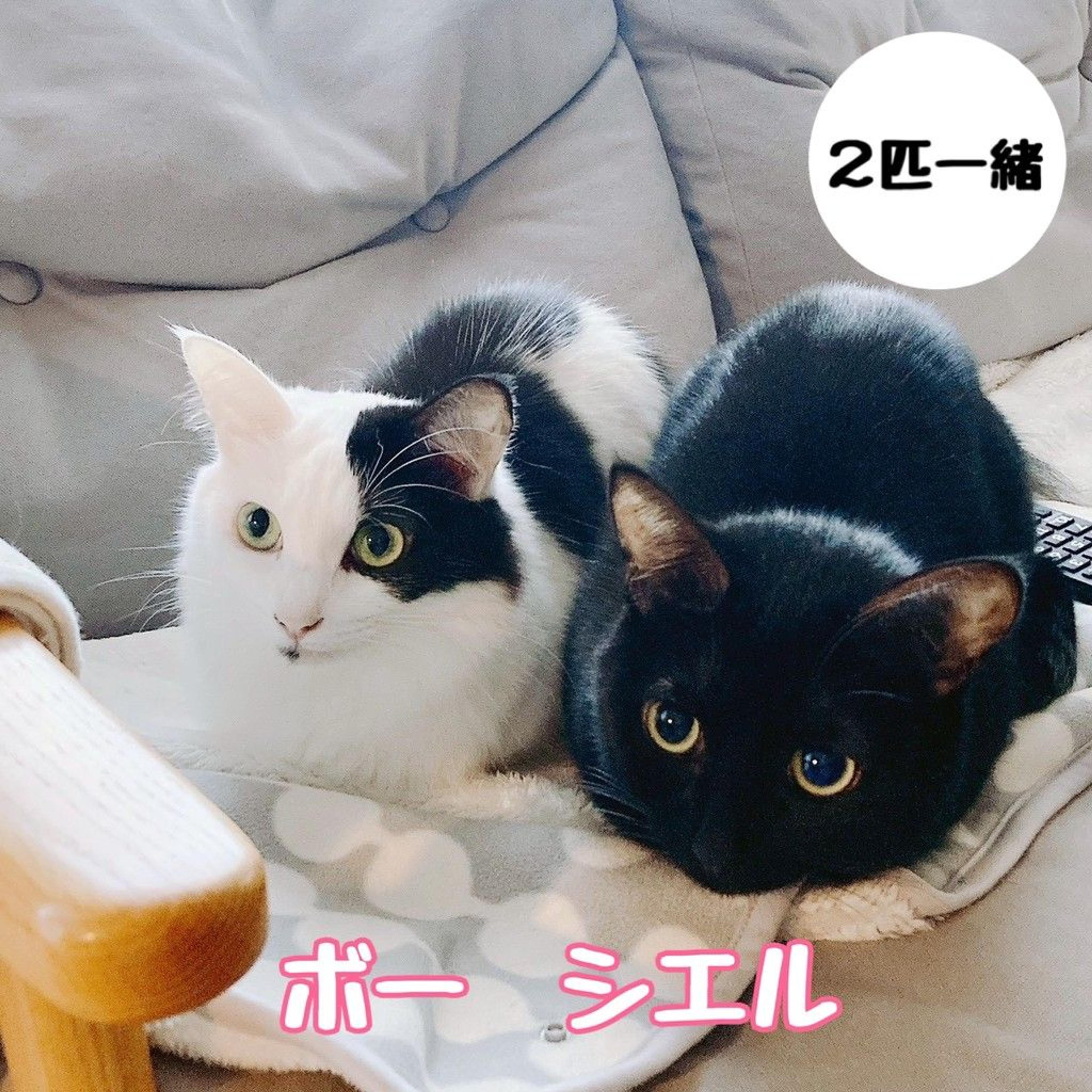 pet-image-3