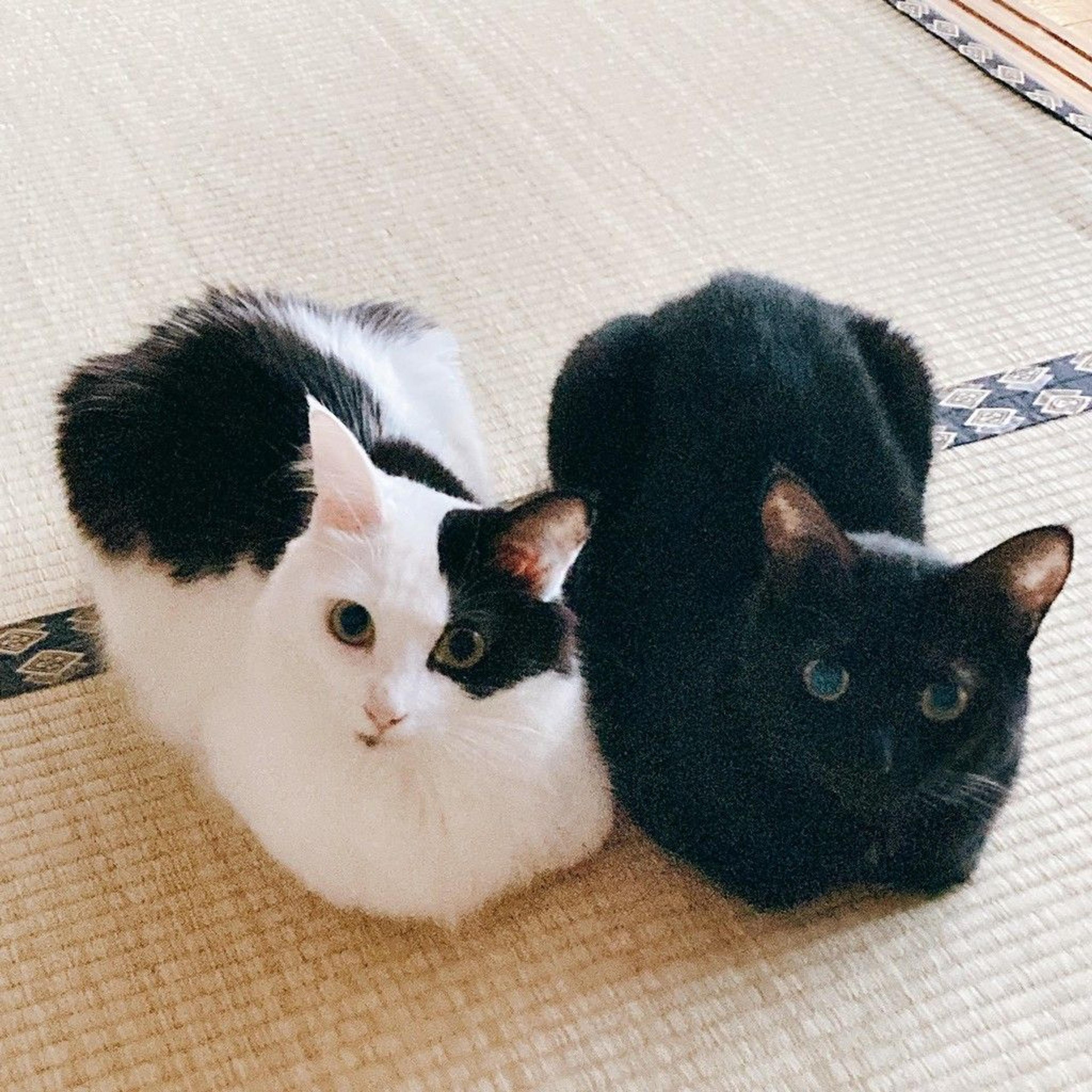 pet-image-4