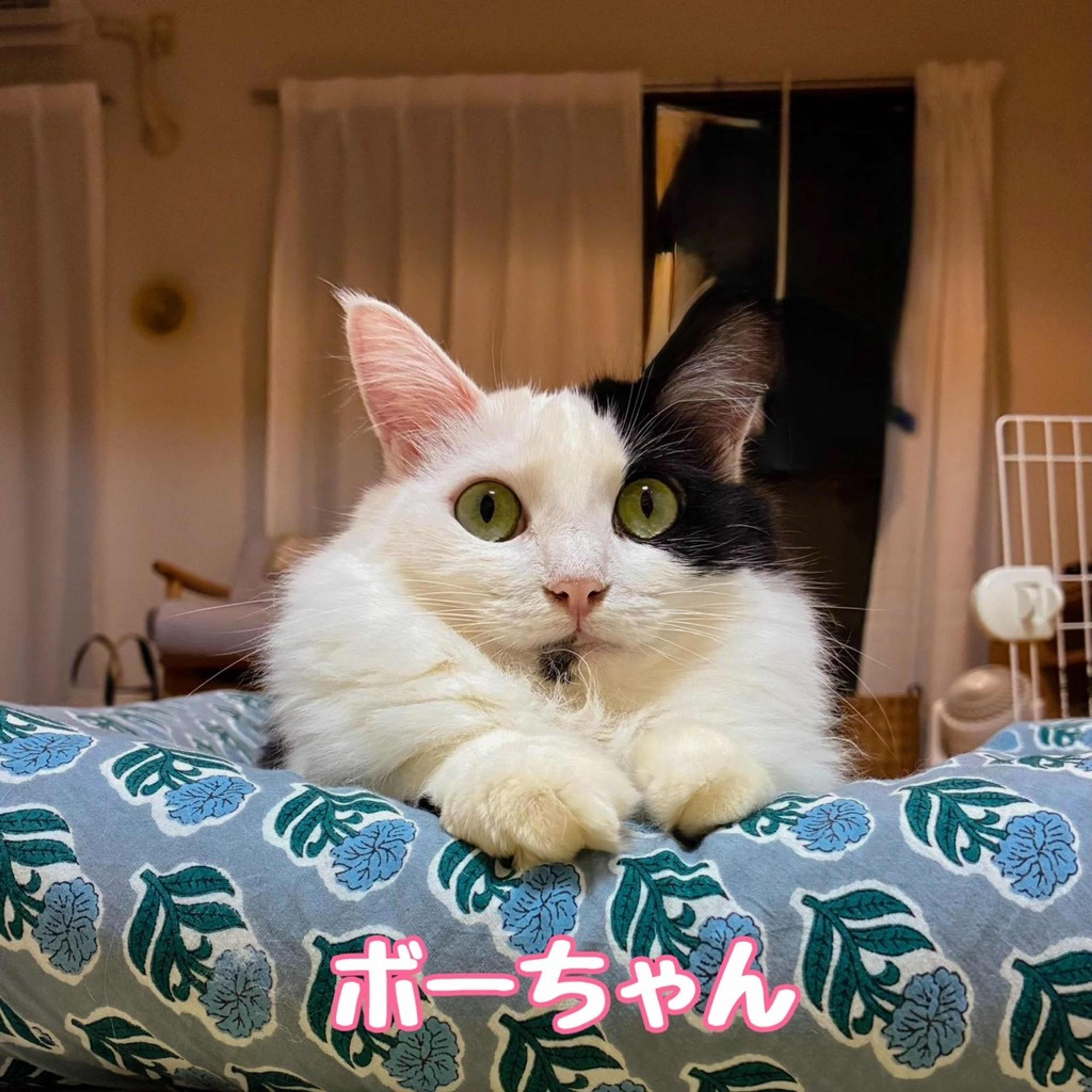雑種（ミックス猫）・メスの里親募集の写真