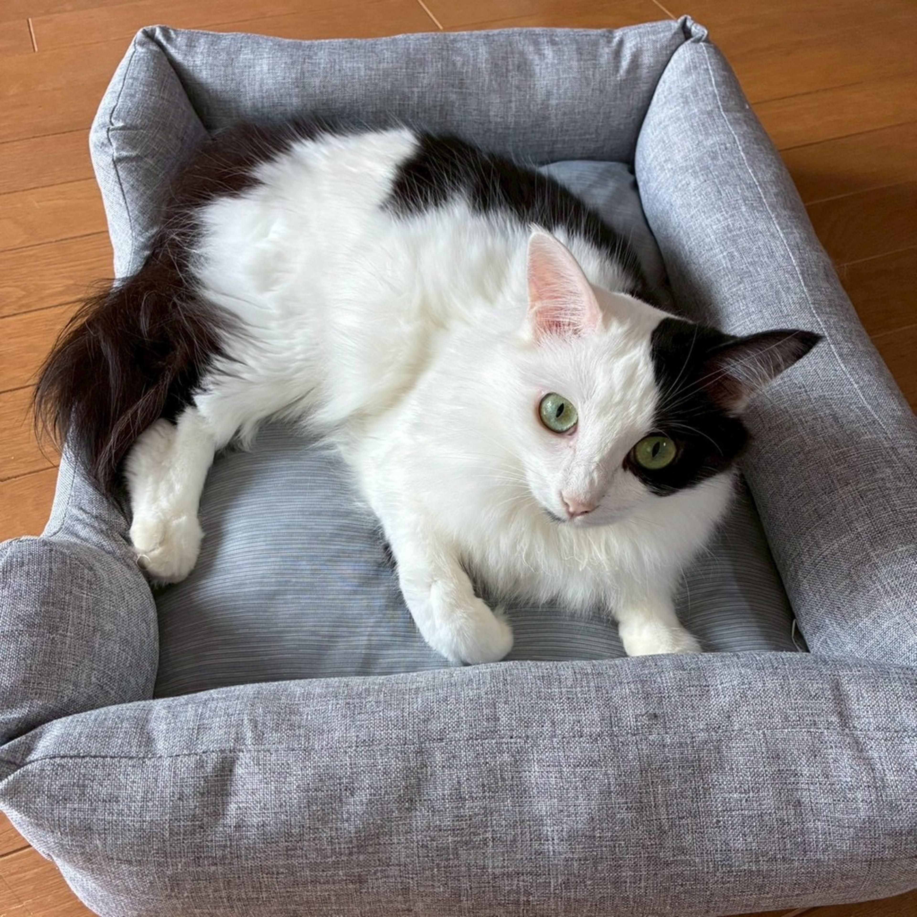 pet-image-2