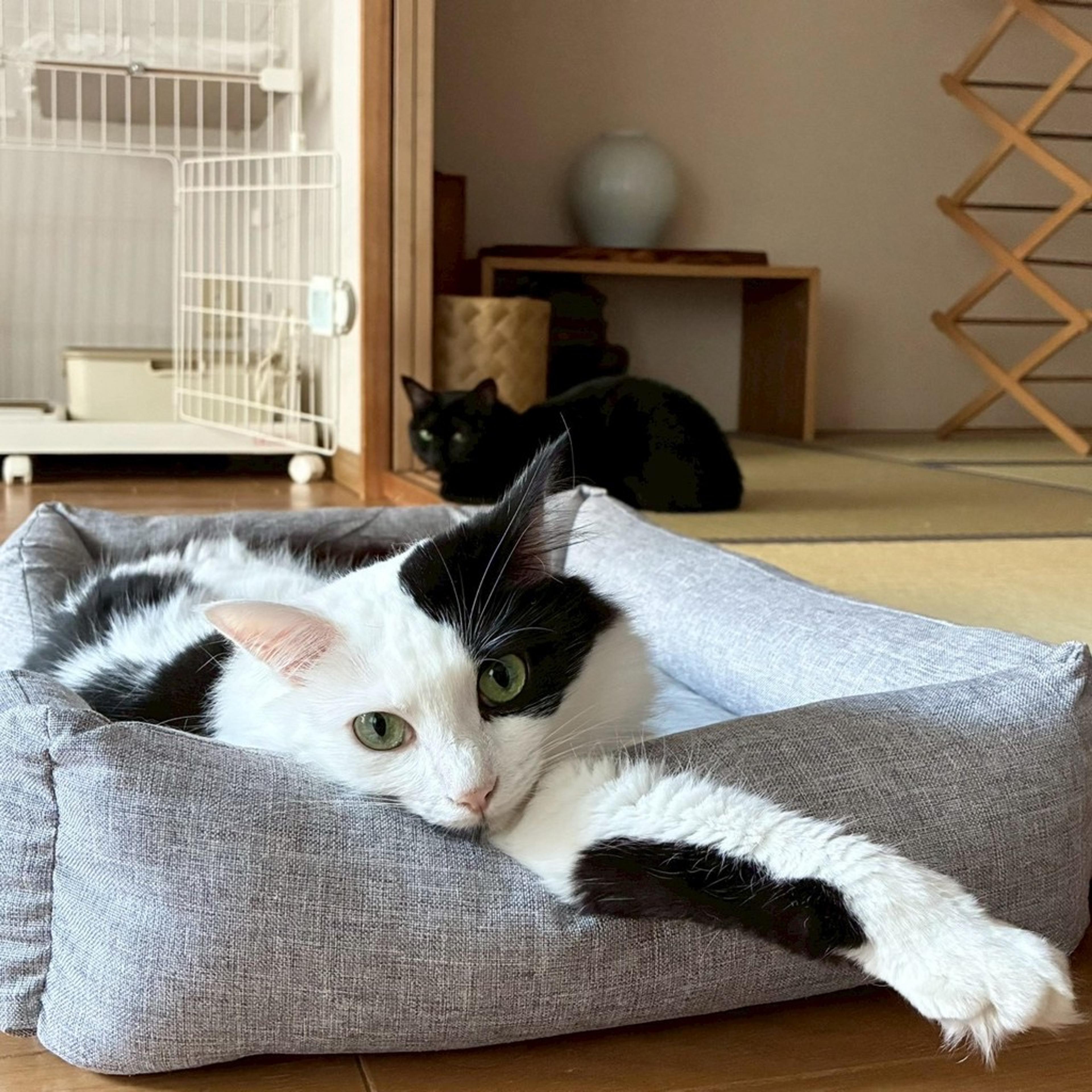 pet-image-4