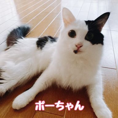 ボー