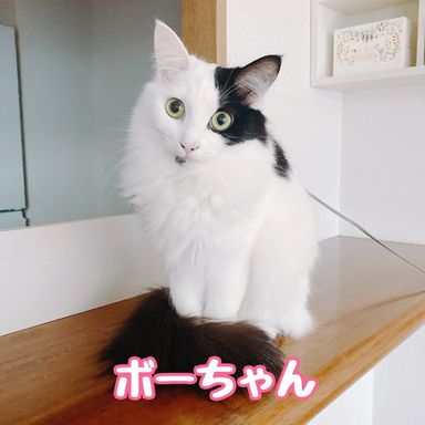 ボー