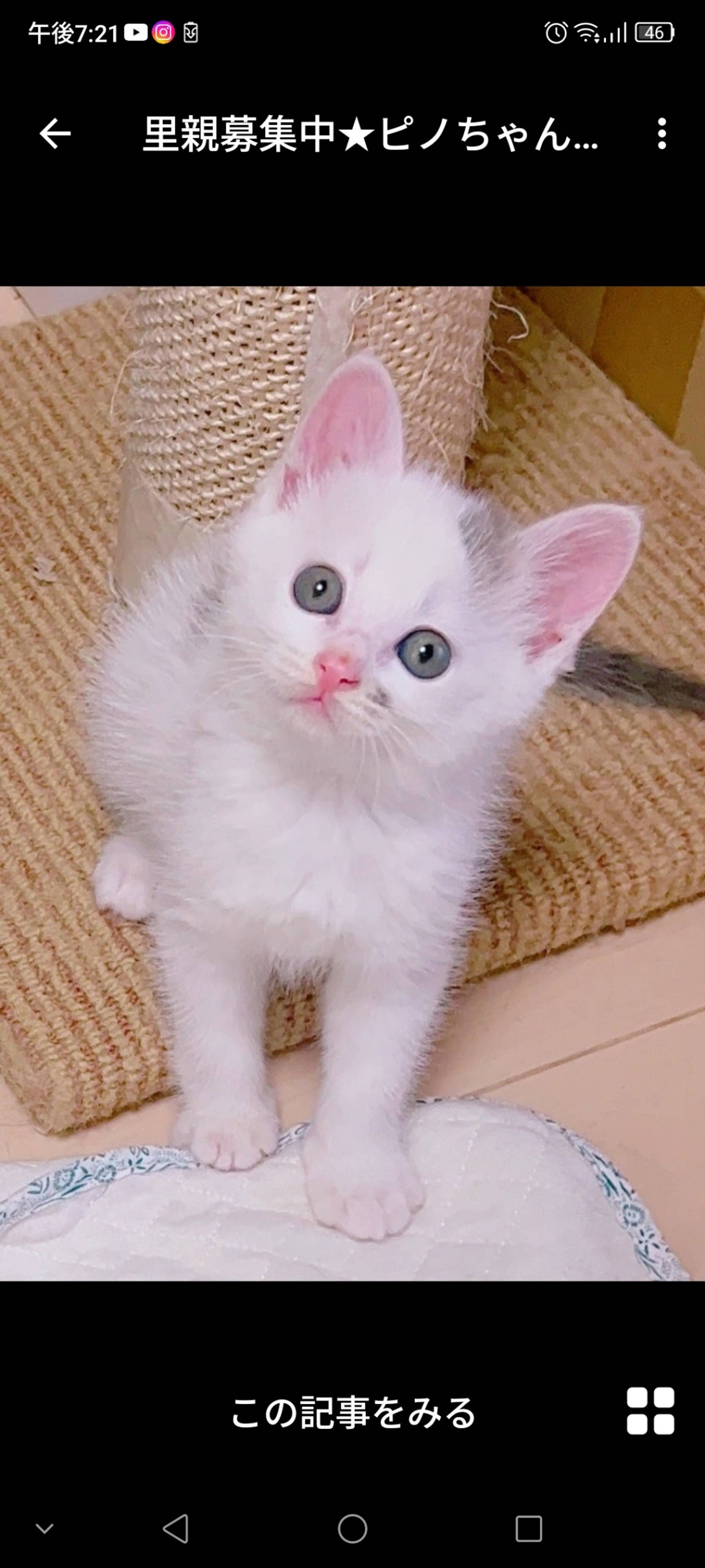 雑種（ミックス猫）・メスの里親募集の写真
