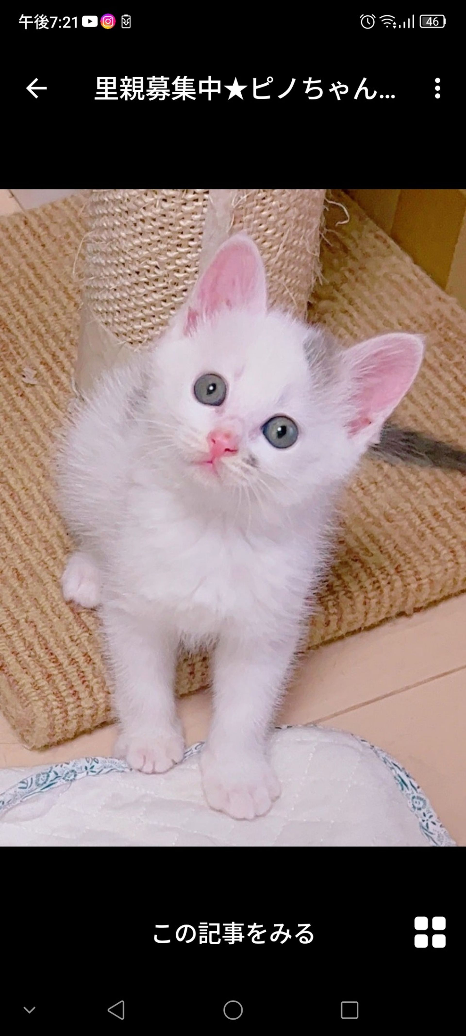 雑種（ミックス猫）・メスの里親募集の写真
