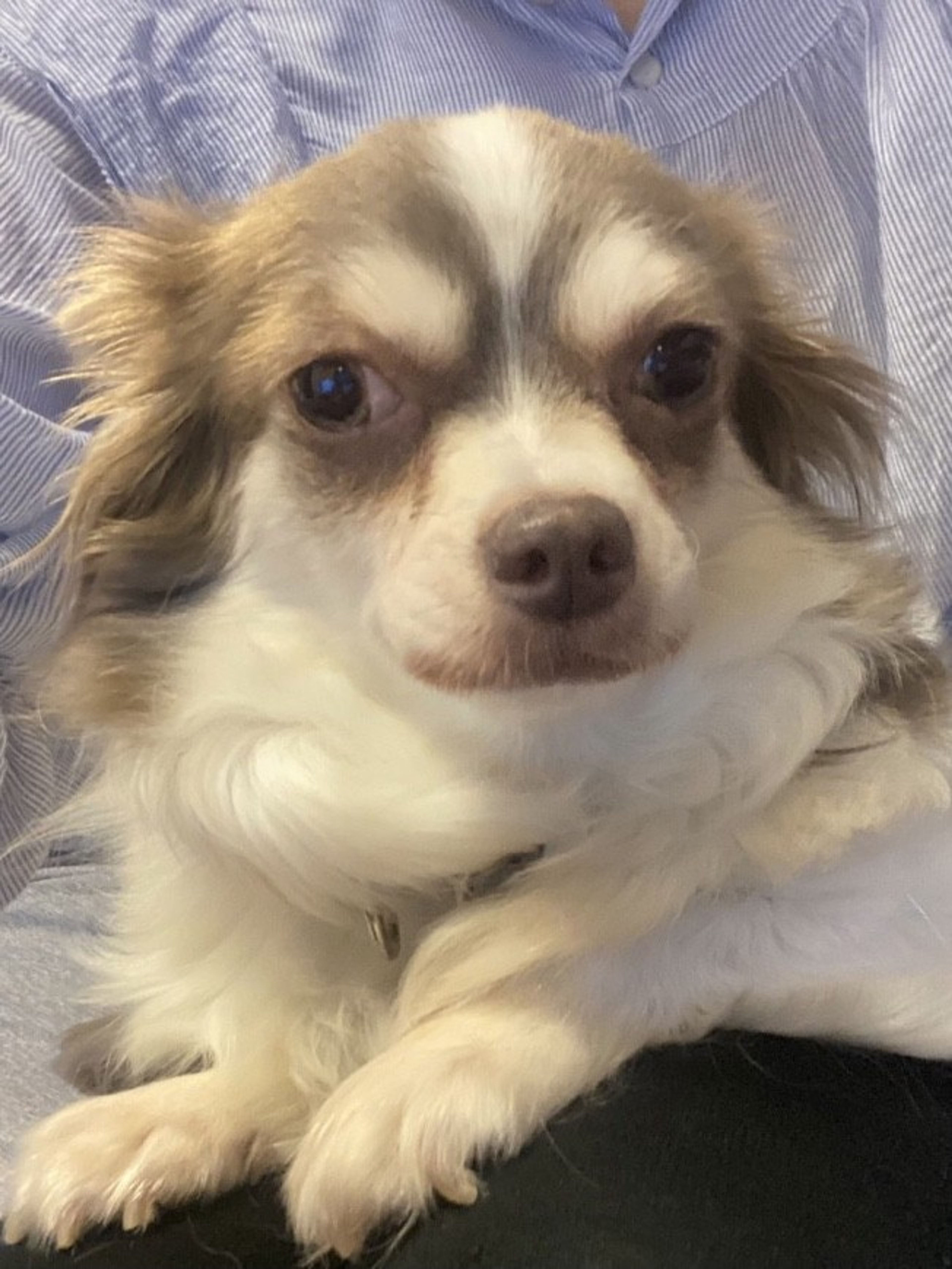 pet-image-2