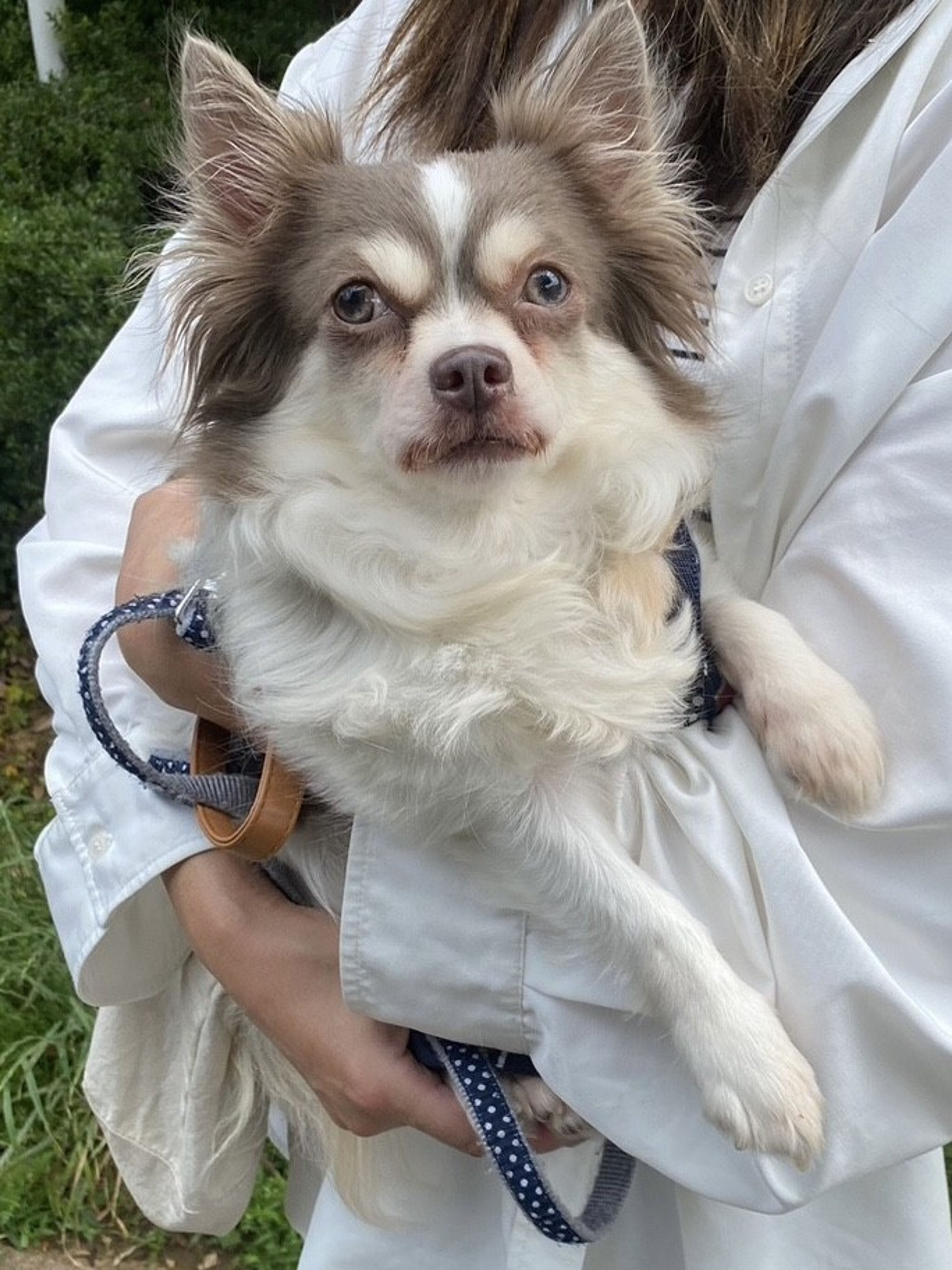 pet-image-4