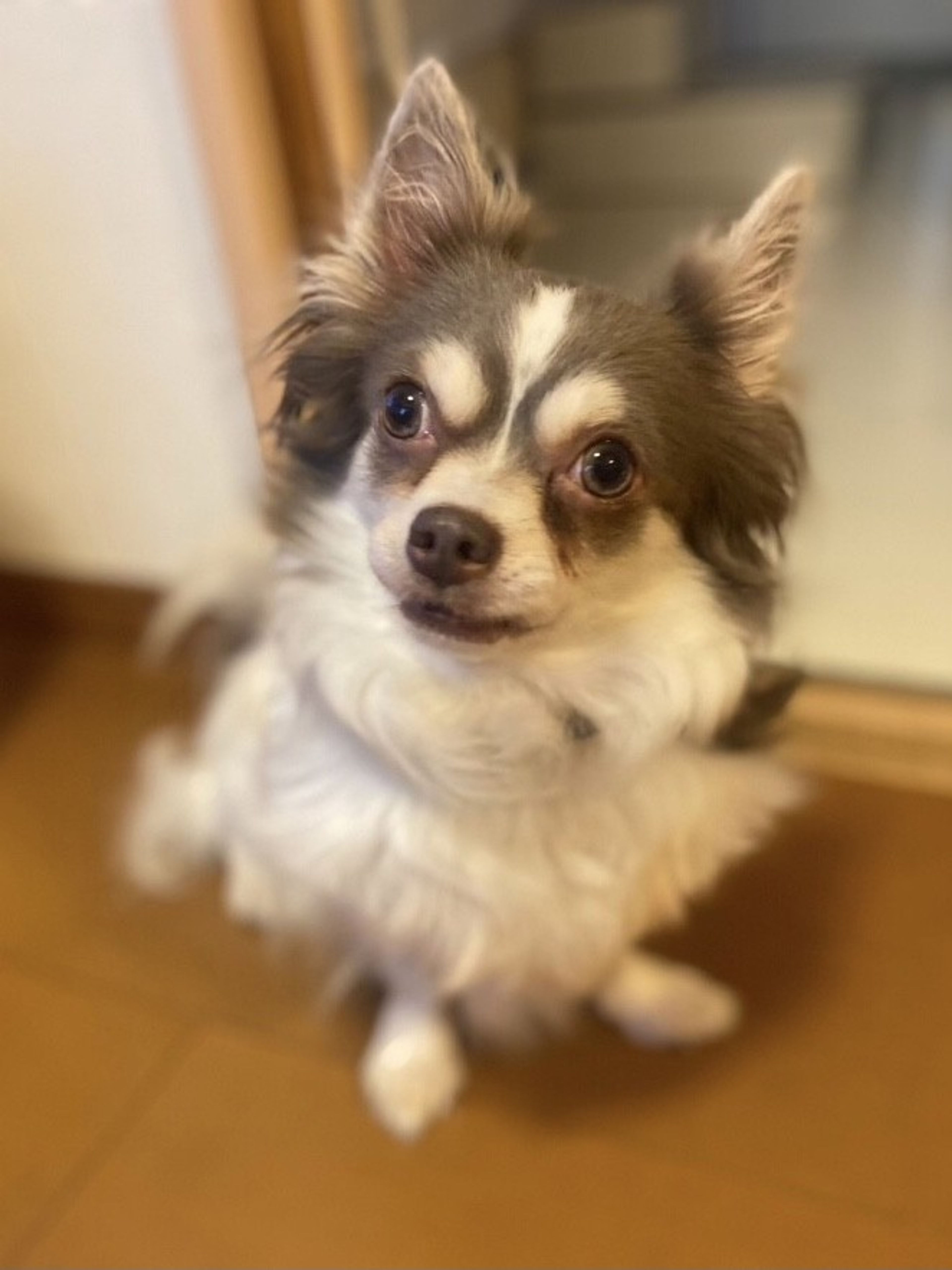 pet-image-5