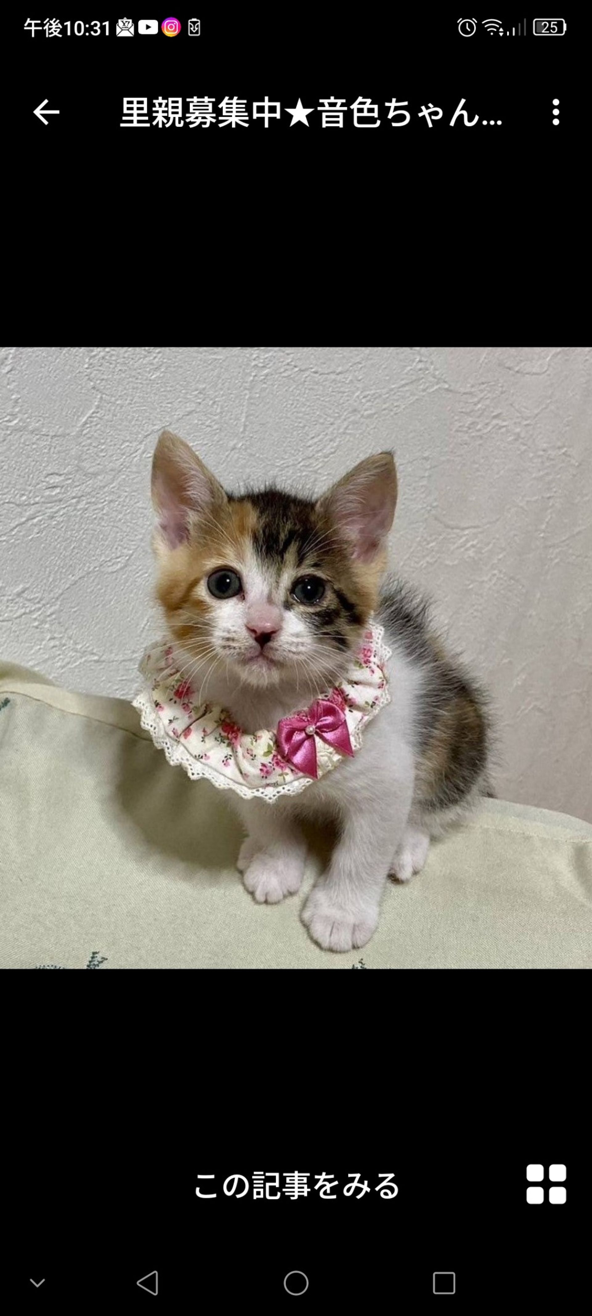 雑種（ミックス猫）・メスの里親募集の写真