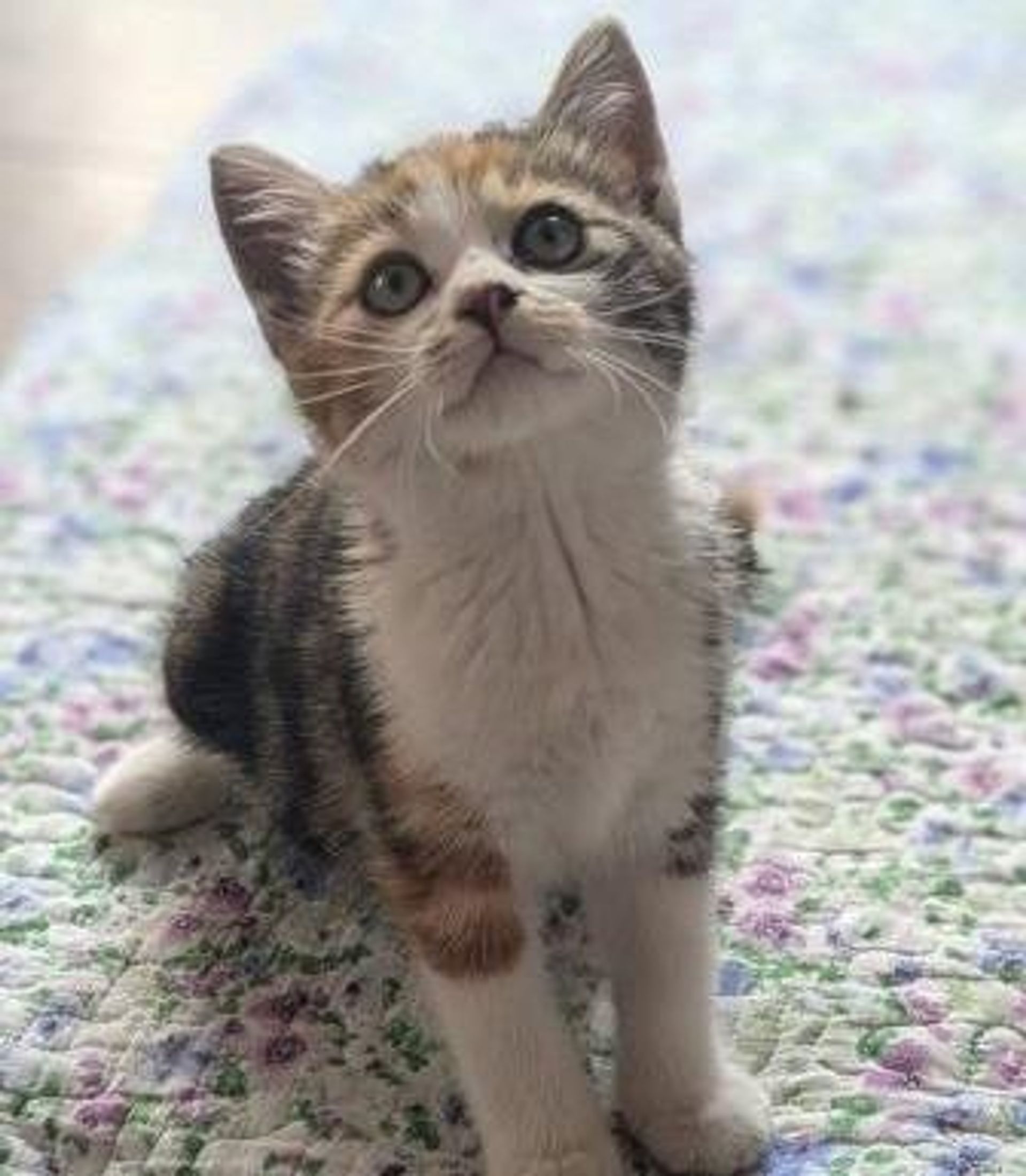 雑種（ミックス猫）・メスの里親募集の写真